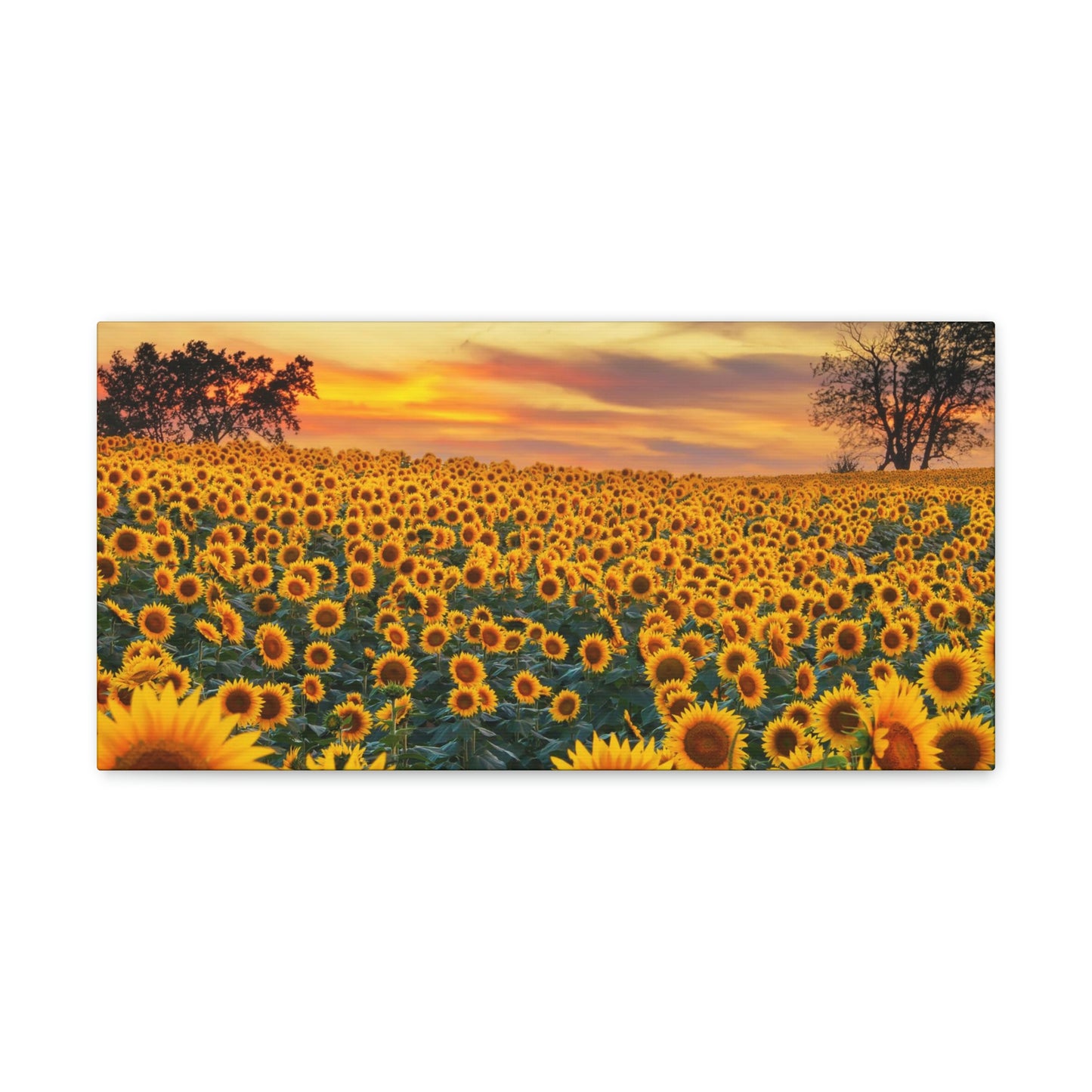 Sunflower Sunset