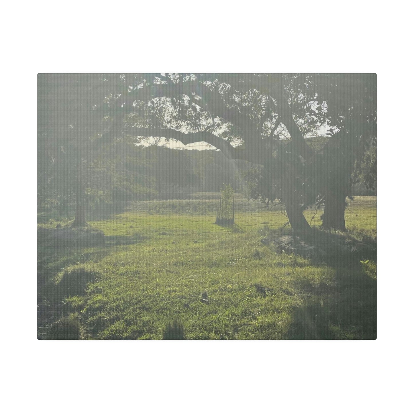 Hill Country Paradise on Matte Canvas, Stretched, 0.75"