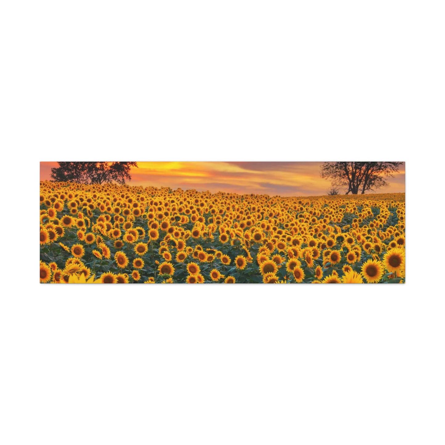 Sunflower Sunset