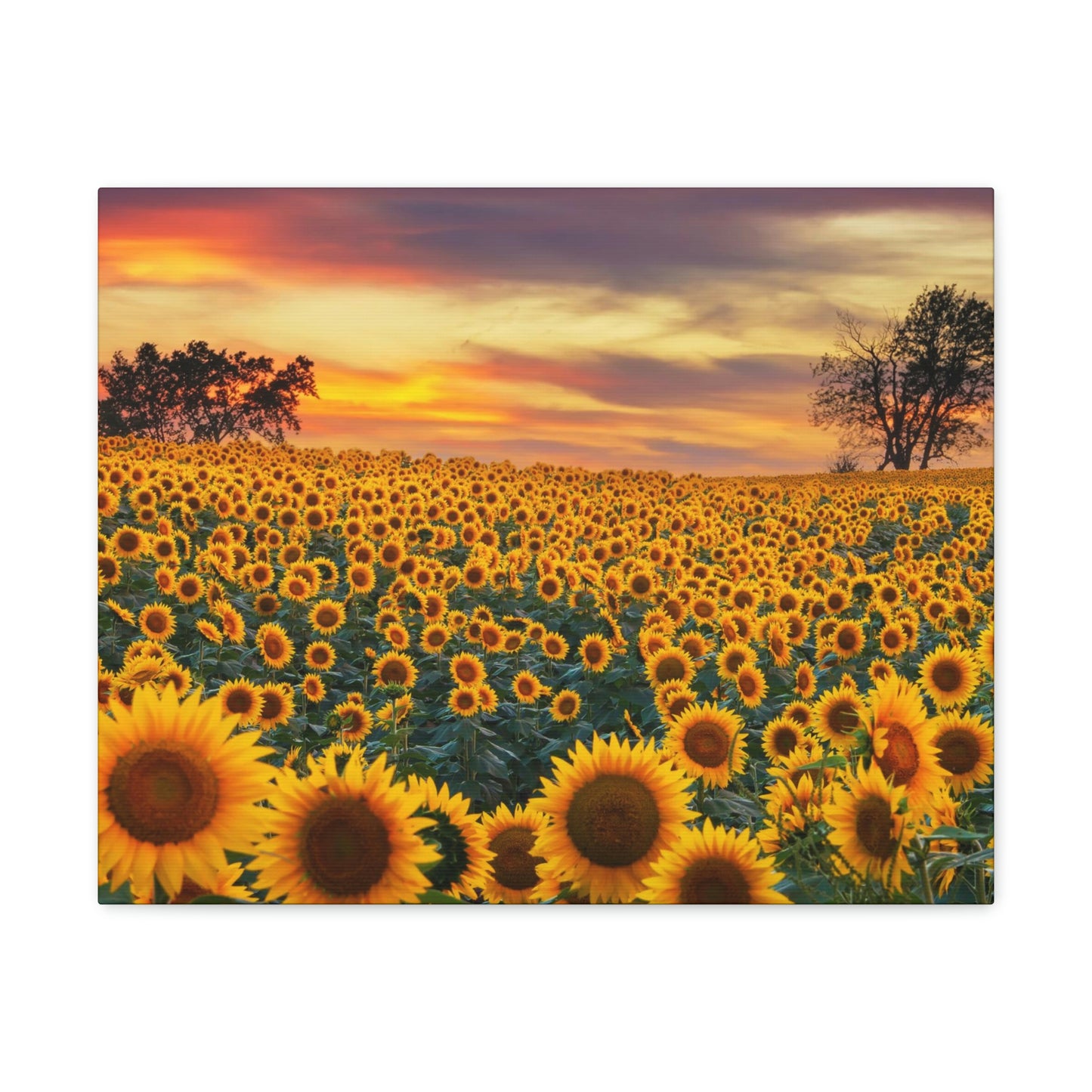 Sunflower Sunset