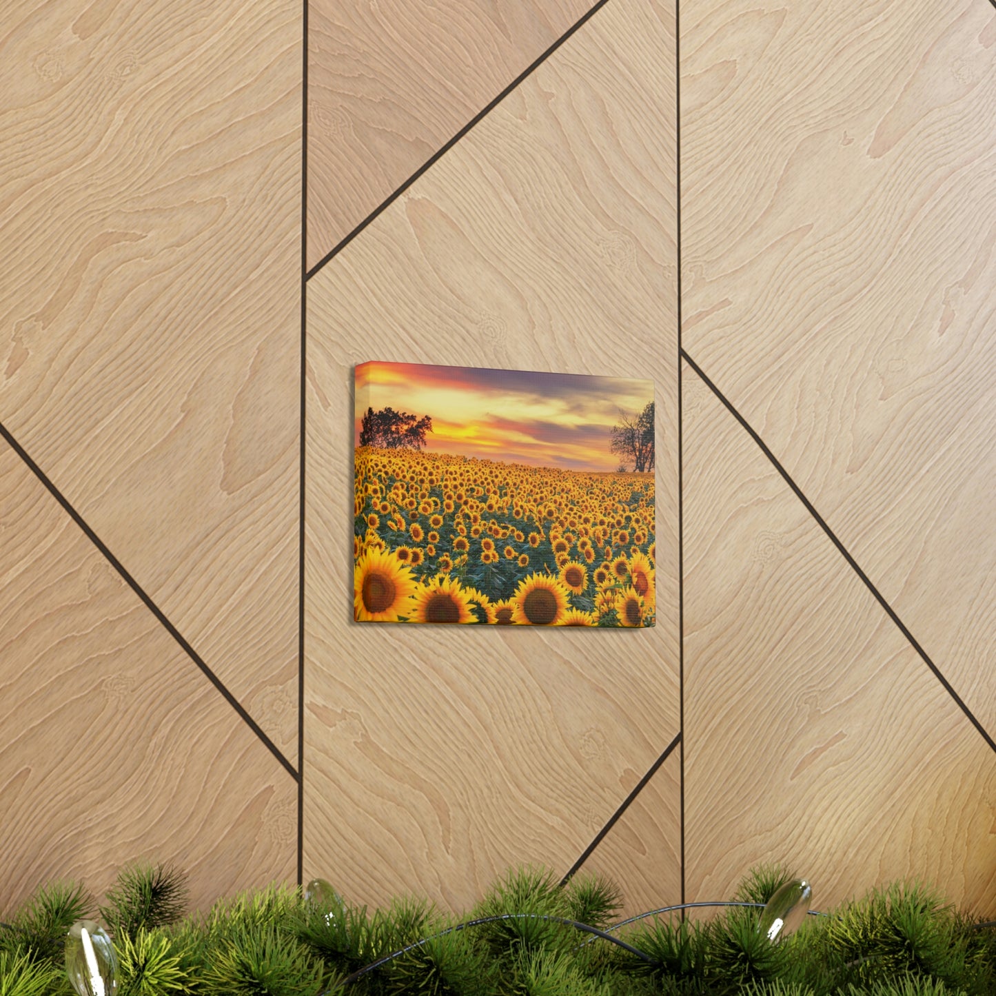 Sunflower Sunset