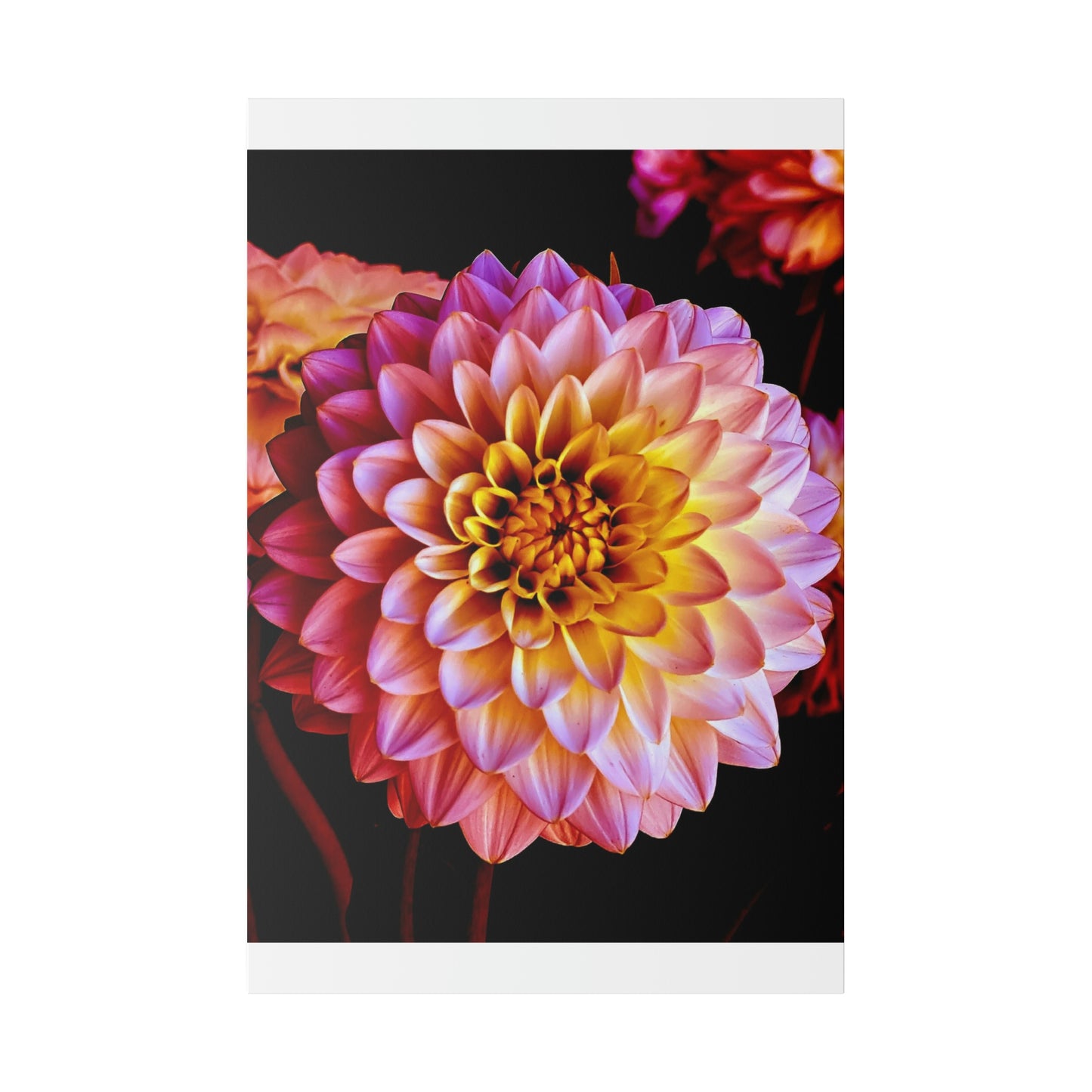 Colorful Dahlia on Matte Canvas, Stretched, 0.75"