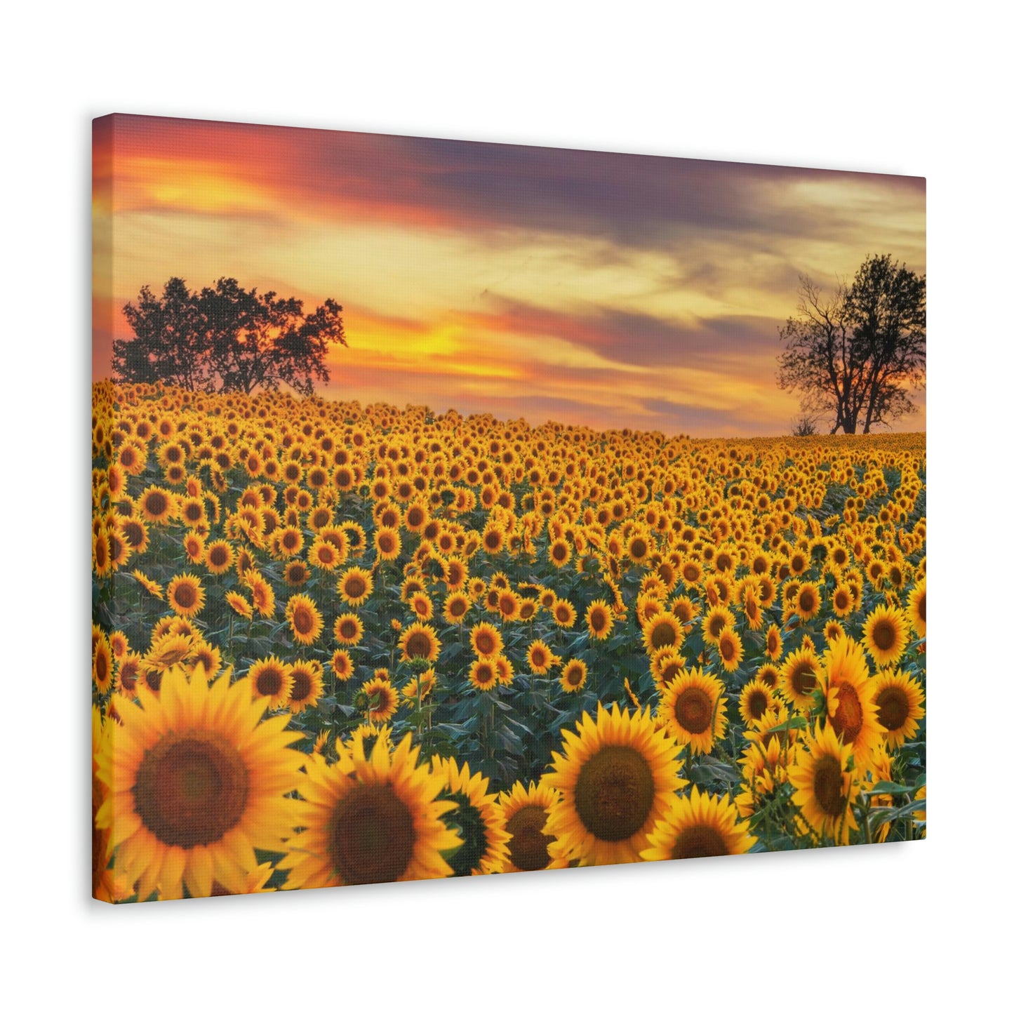 Sunflower Sunset