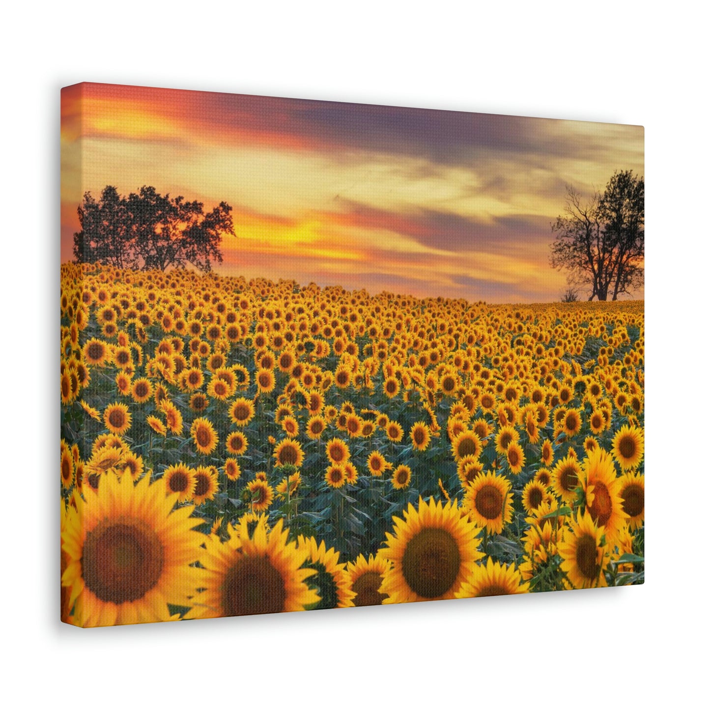 Sunflower Sunset