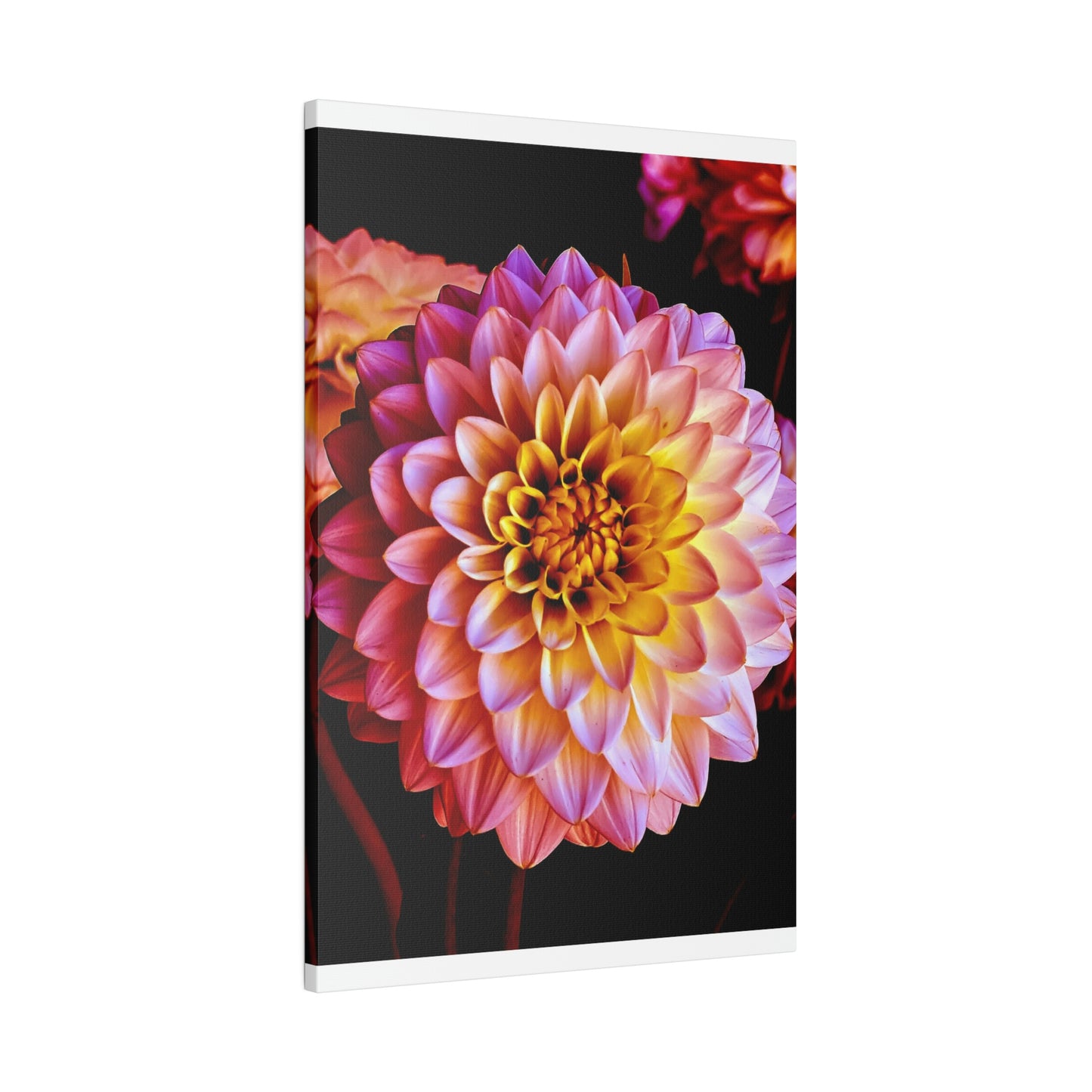 Colorful Dahlia on Matte Canvas, Stretched, 0.75"
