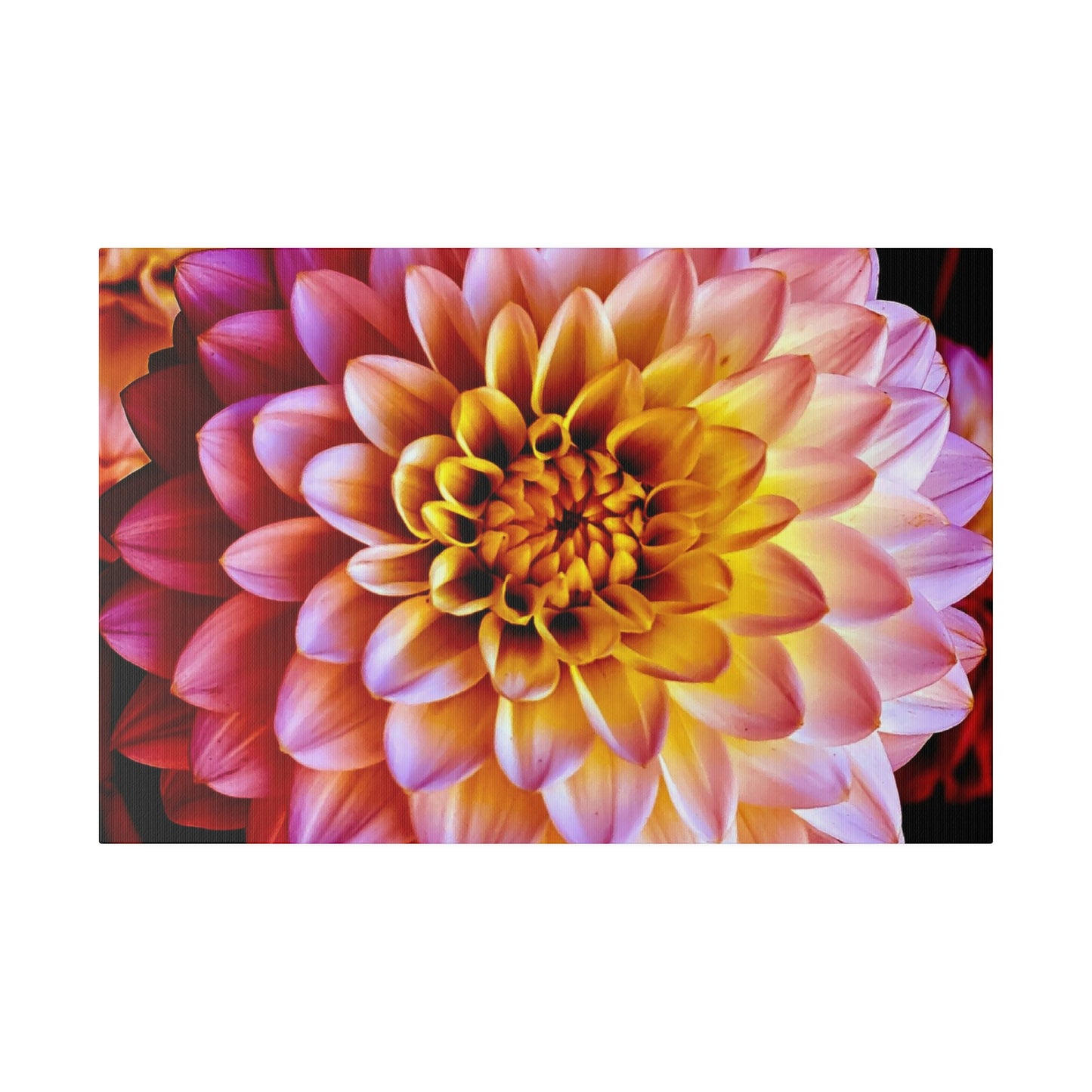Colorful Dahlia on Matte Canvas, Stretched, 0.75"