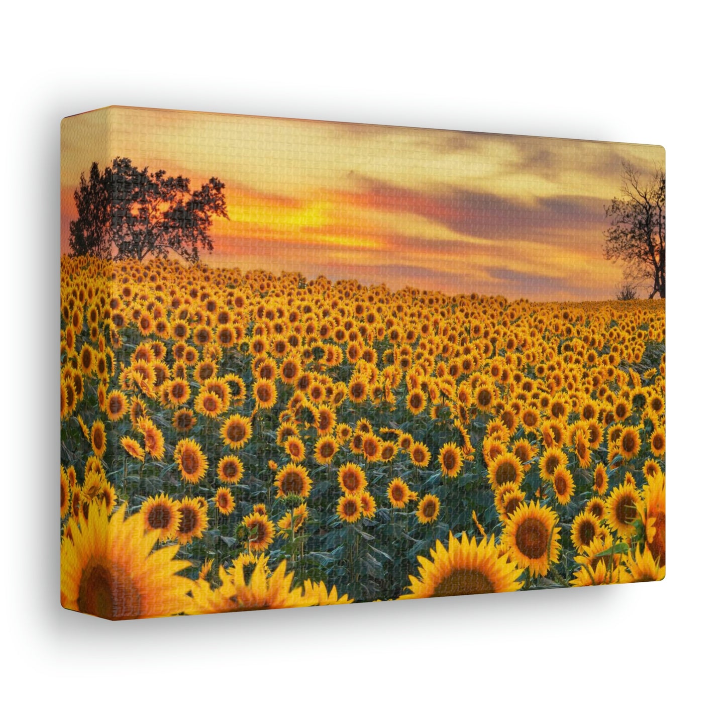 Sunflower Sunset