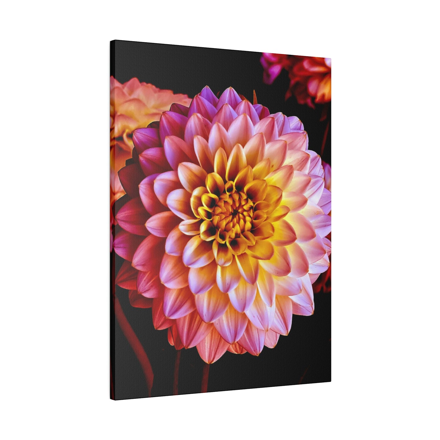 Colorful Dahlia on Matte Canvas, Stretched, 0.75"