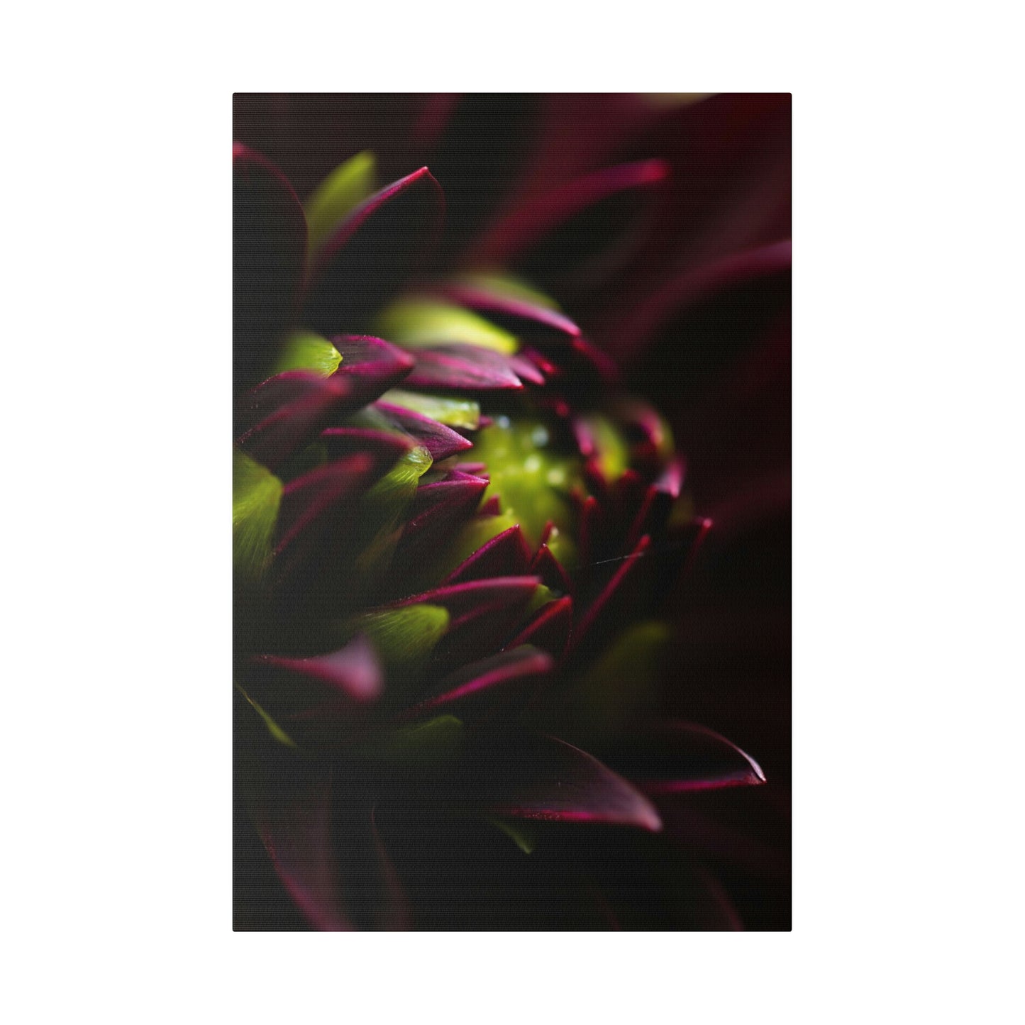 Purple Dahlia on Matte Canvas, Stretched, 0.75"