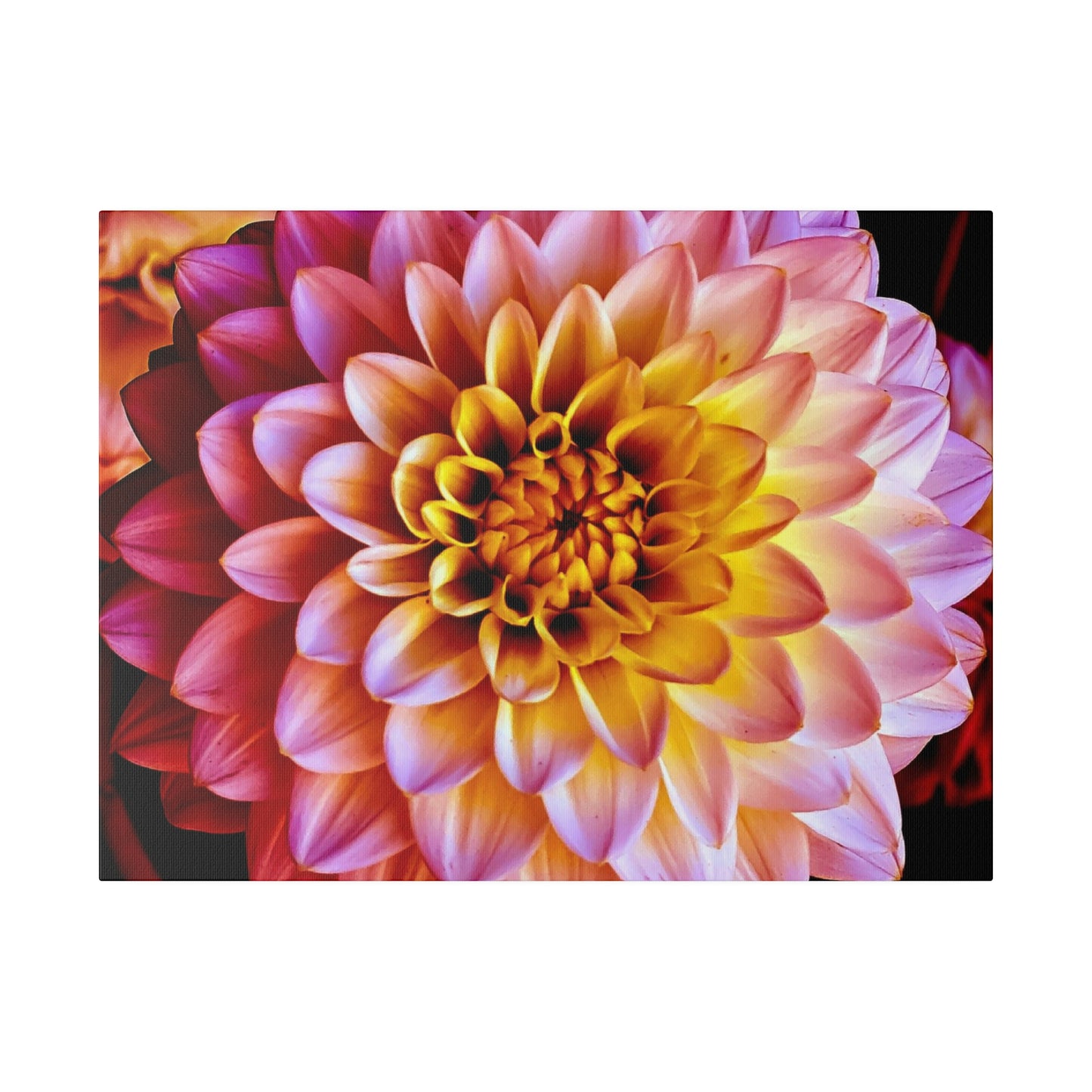 Colorful Dahlia on Matte Canvas, Stretched, 0.75"