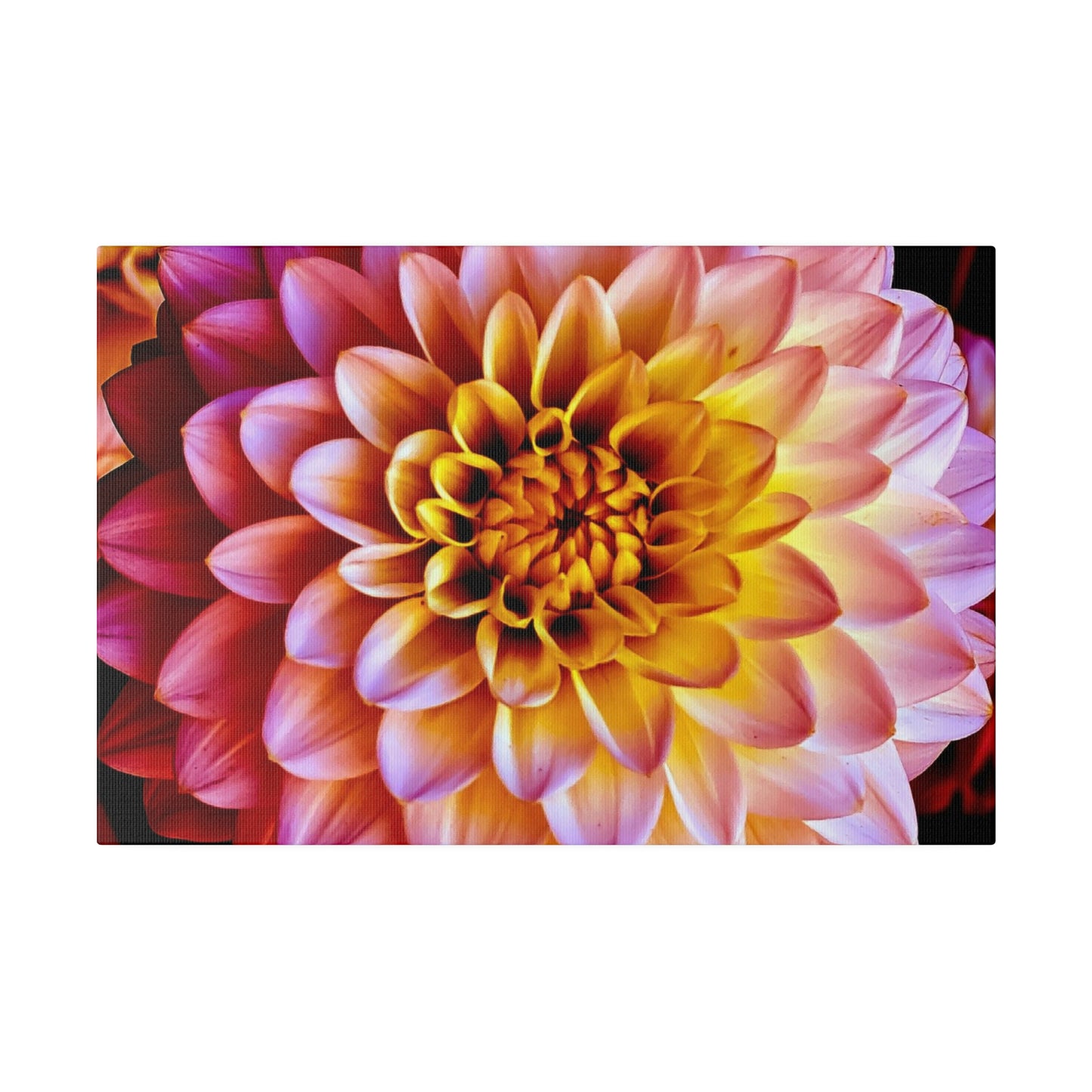 Colorful Dahlia on Matte Canvas, Stretched, 0.75"
