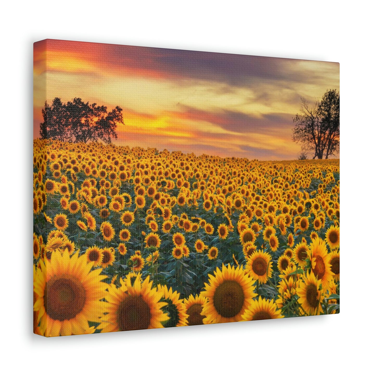 Sunflower Sunset