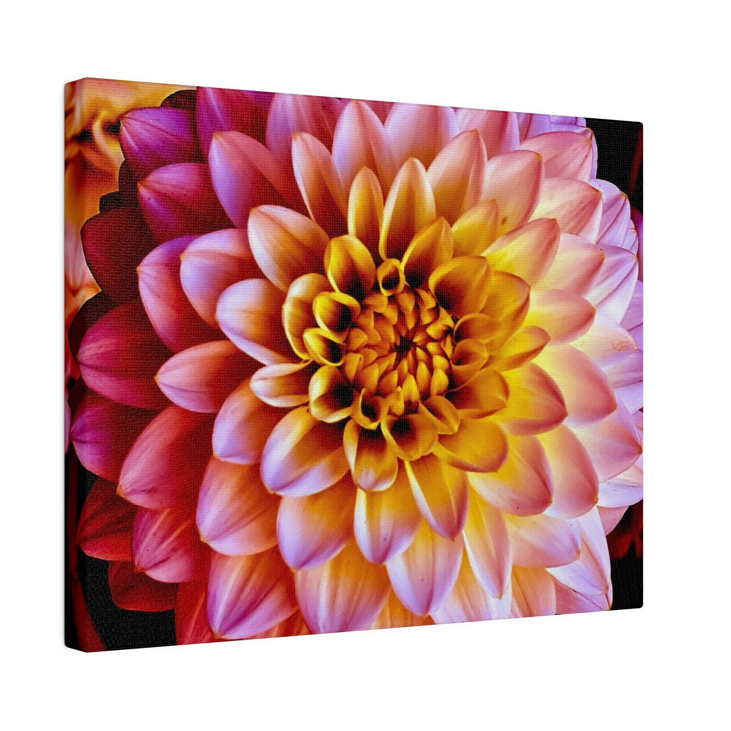 Colorful Dahlia on Matte Canvas, Stretched, 0.75"