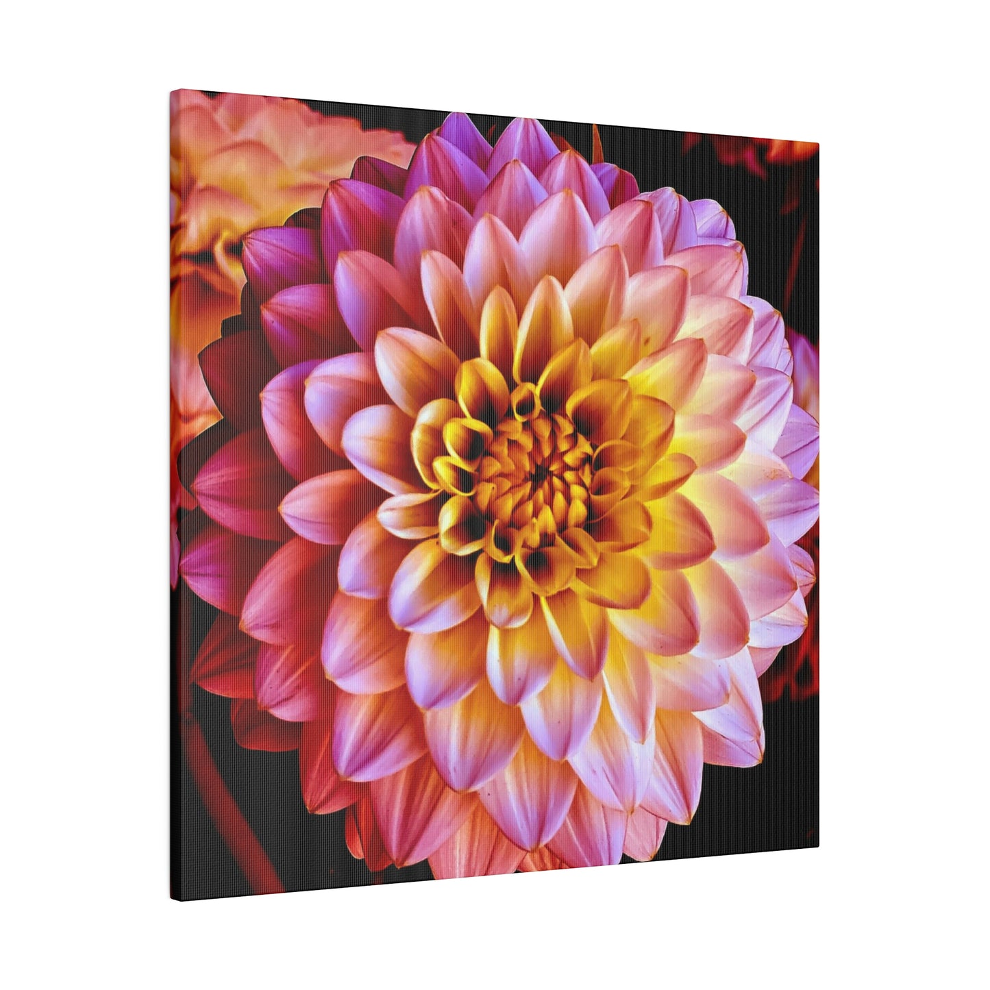 Colorful Dahlia on Matte Canvas, Stretched, 0.75"