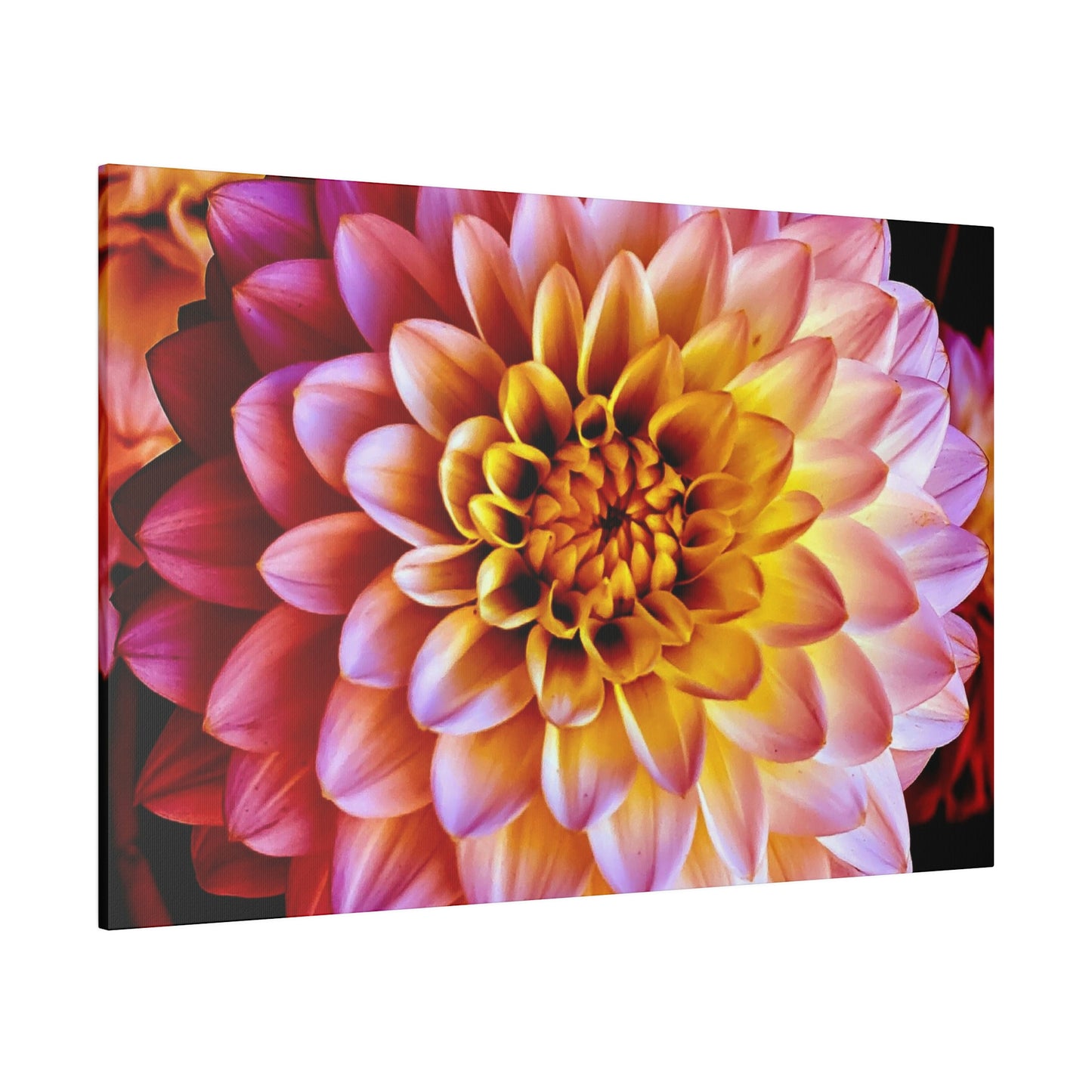 Colorful Dahlia on Matte Canvas, Stretched, 0.75"