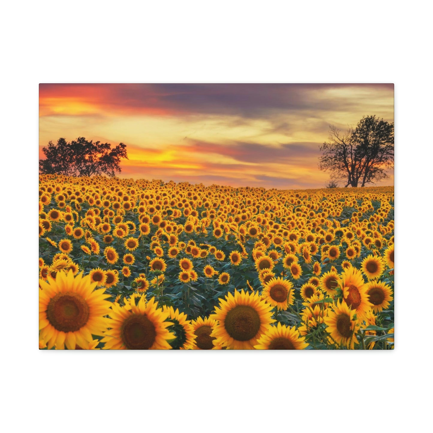 Sunflower Sunset
