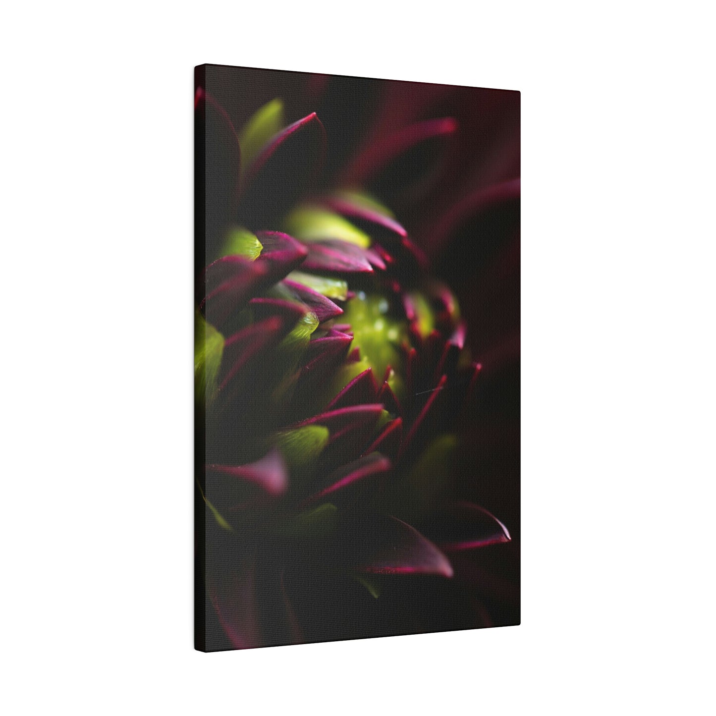 Purple Dahlia on Matte Canvas, Stretched, 0.75"