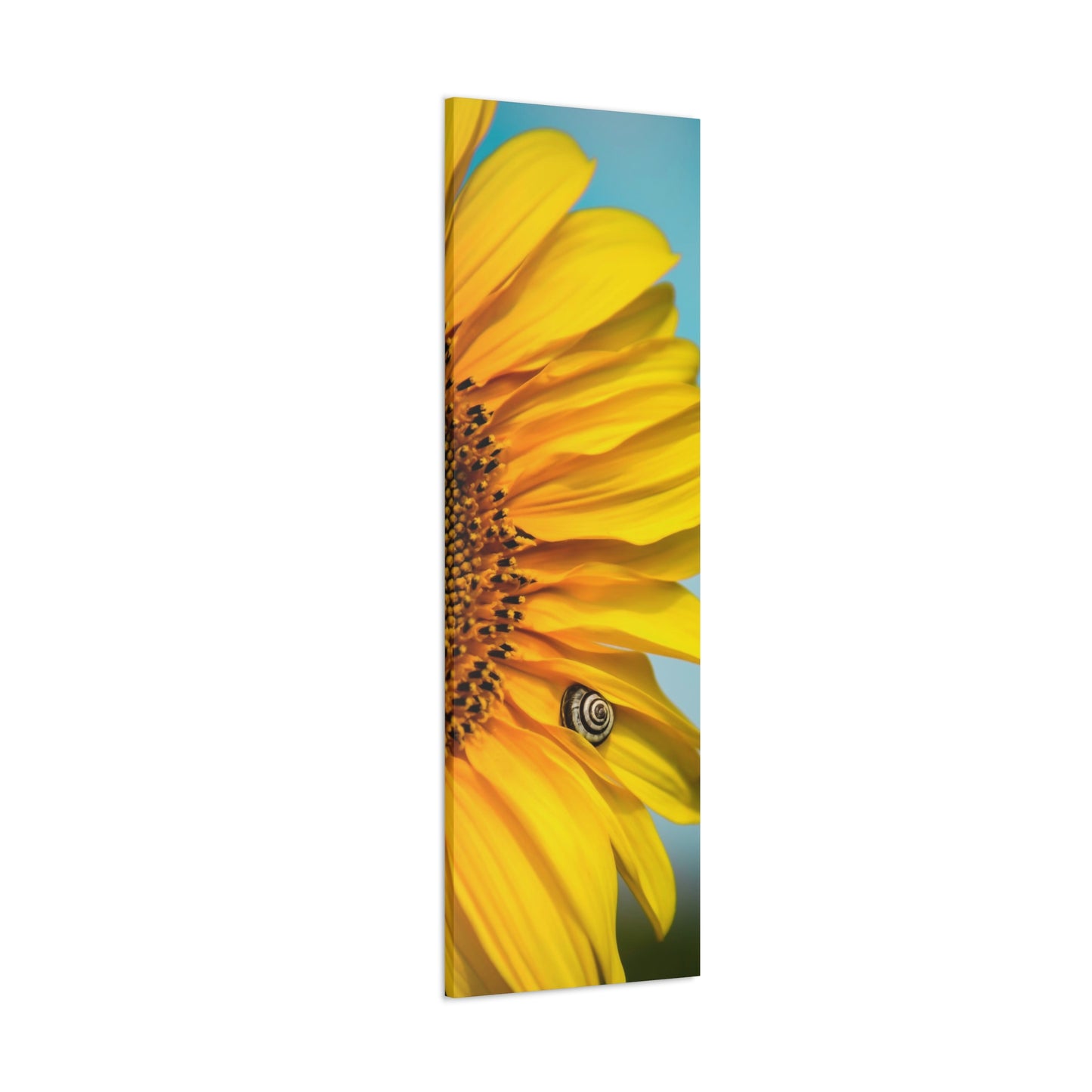 Sunflower Snails