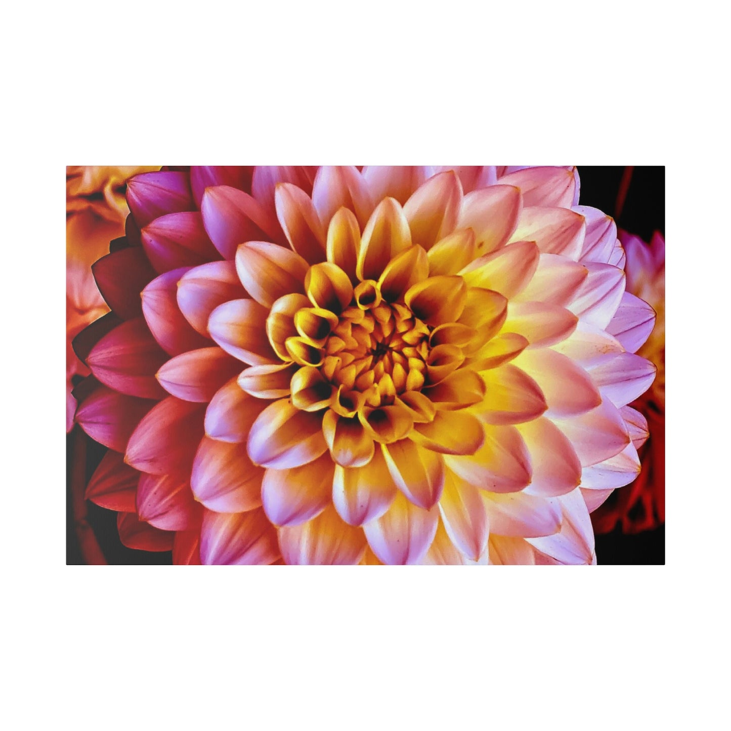 Colorful Dahlia on Matte Canvas, Stretched, 0.75"