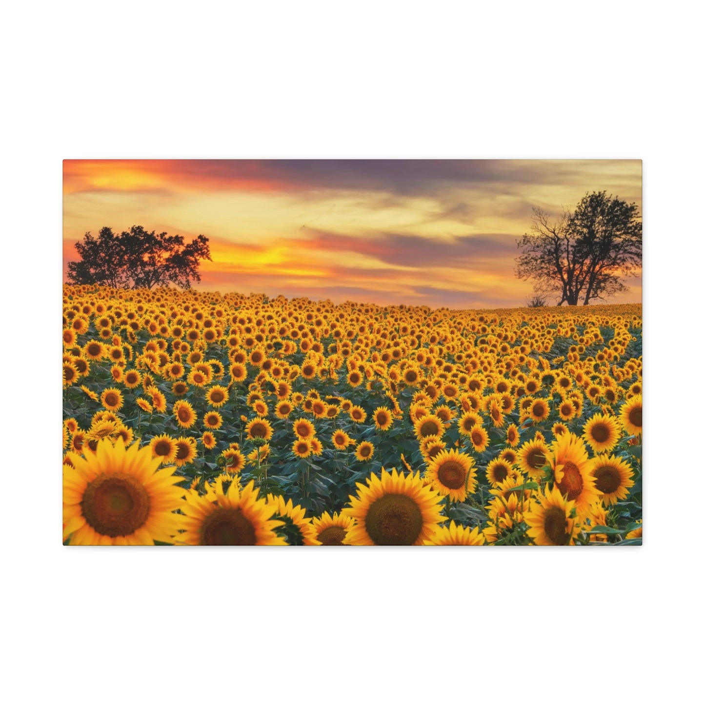 Sunflower Sunset