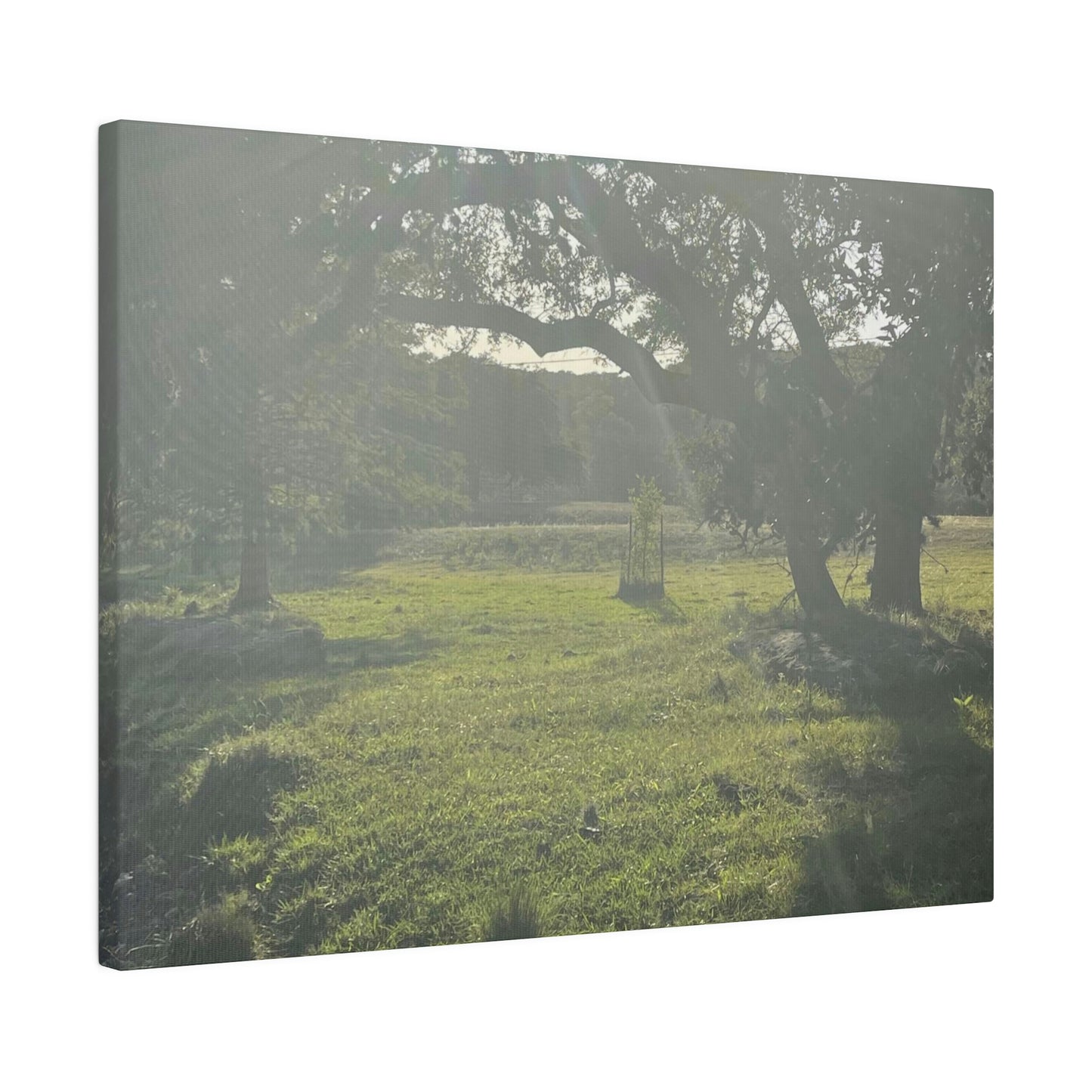 Hill Country Paradise on Matte Canvas, Stretched, 0.75"