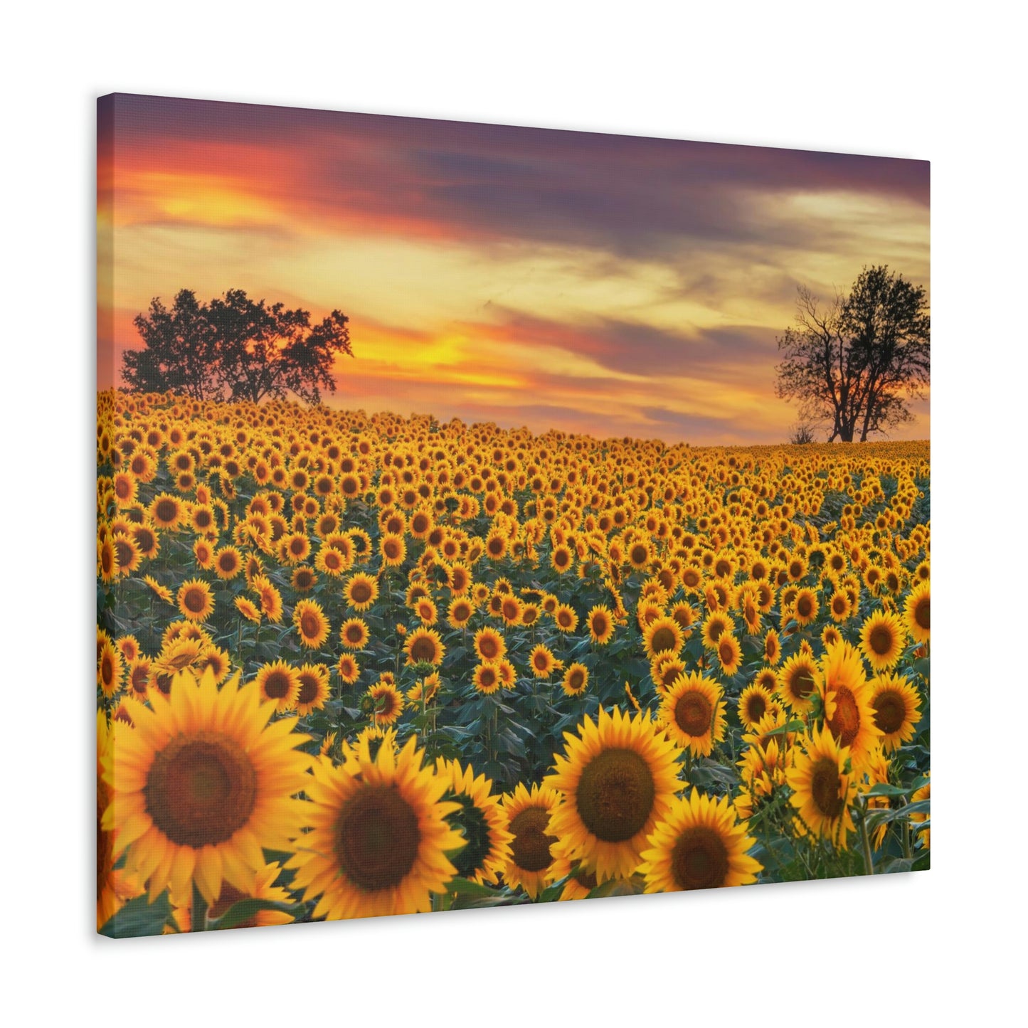 Sunflower Sunset