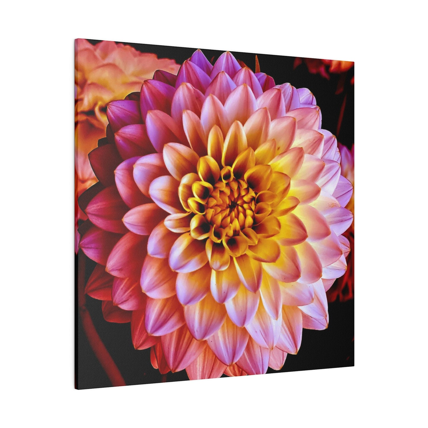 Colorful Dahlia on Matte Canvas, Stretched, 0.75"