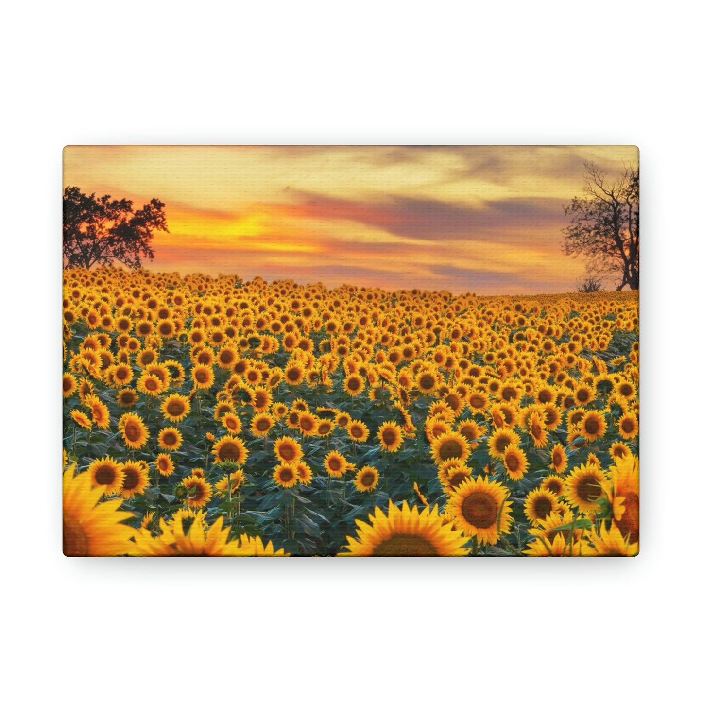 Sunflower Sunset