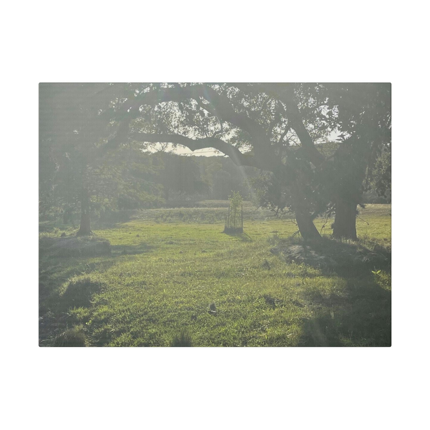 Hill Country Paradise on Matte Canvas, Stretched, 0.75"