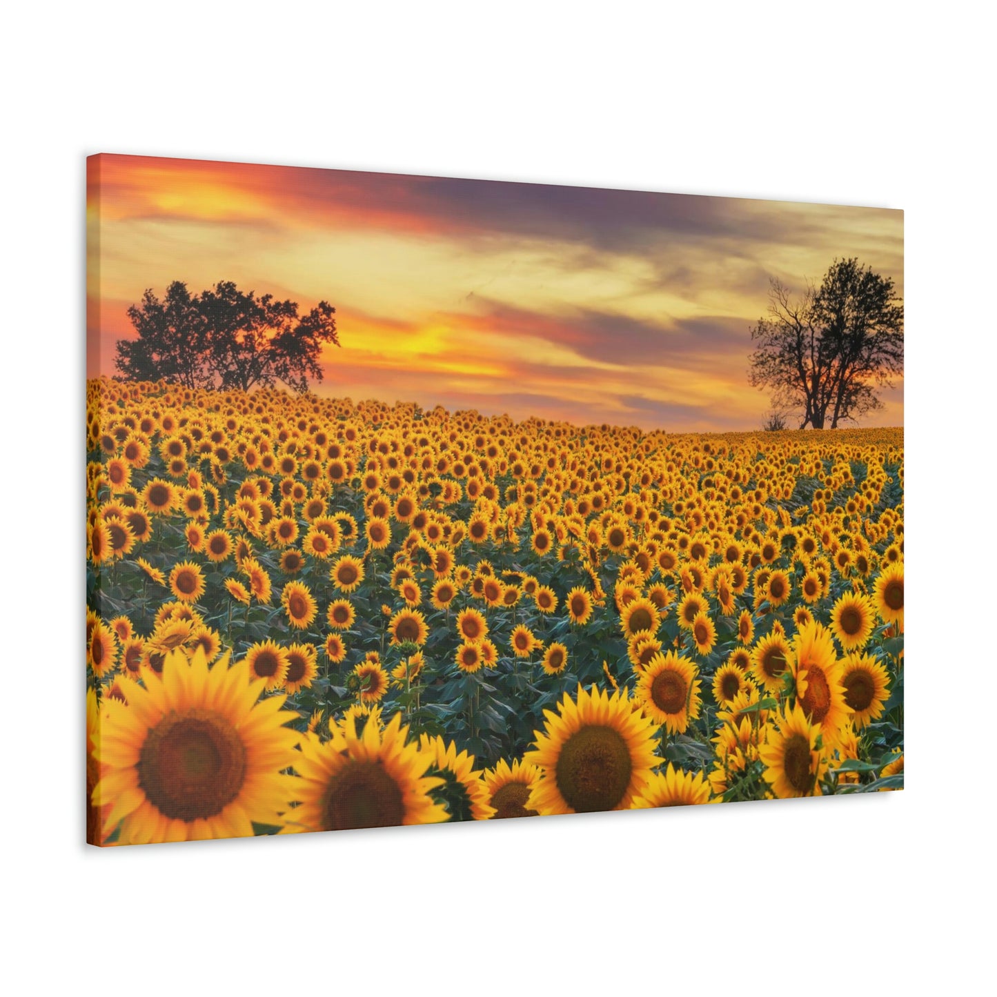 Sunflower Sunset