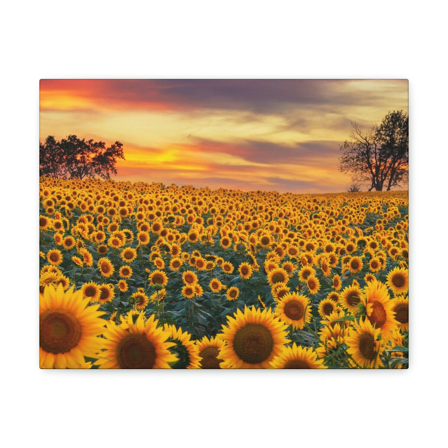 Sunflower Sunset