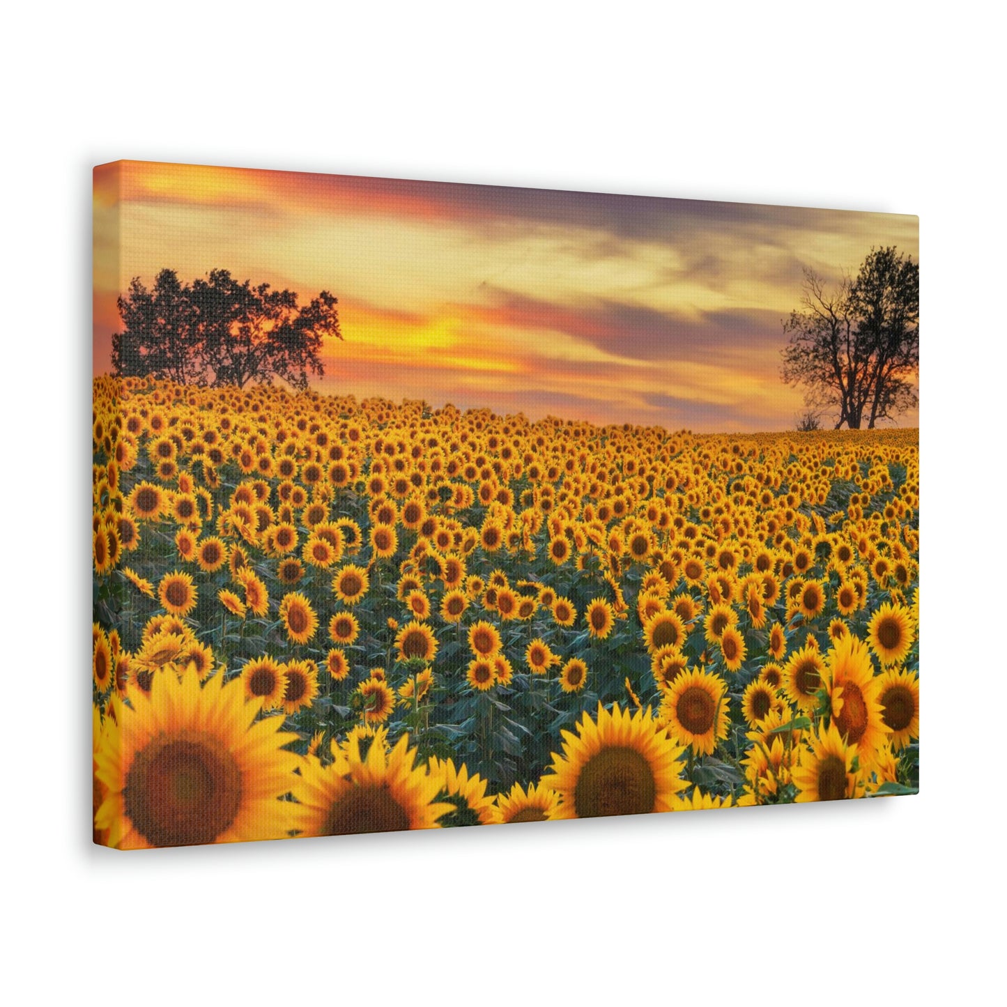 Sunflower Sunset