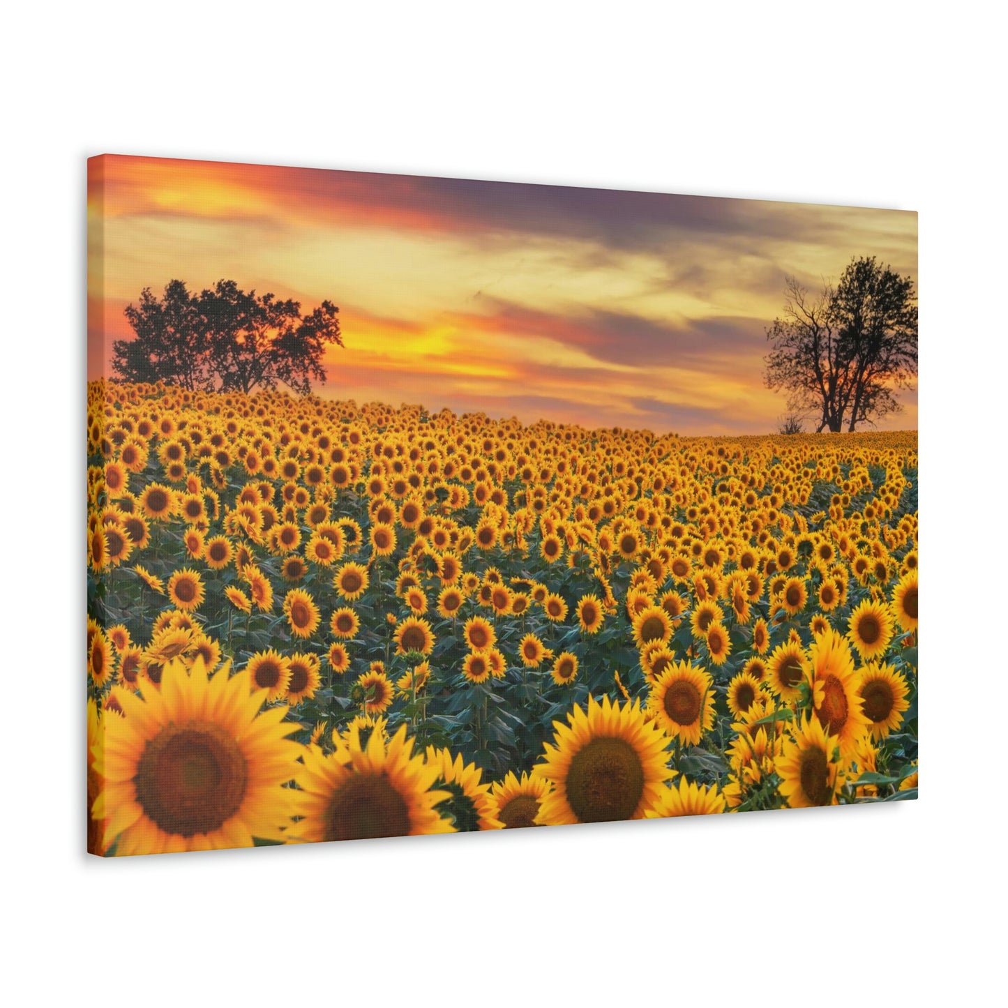 Sunflower Sunset