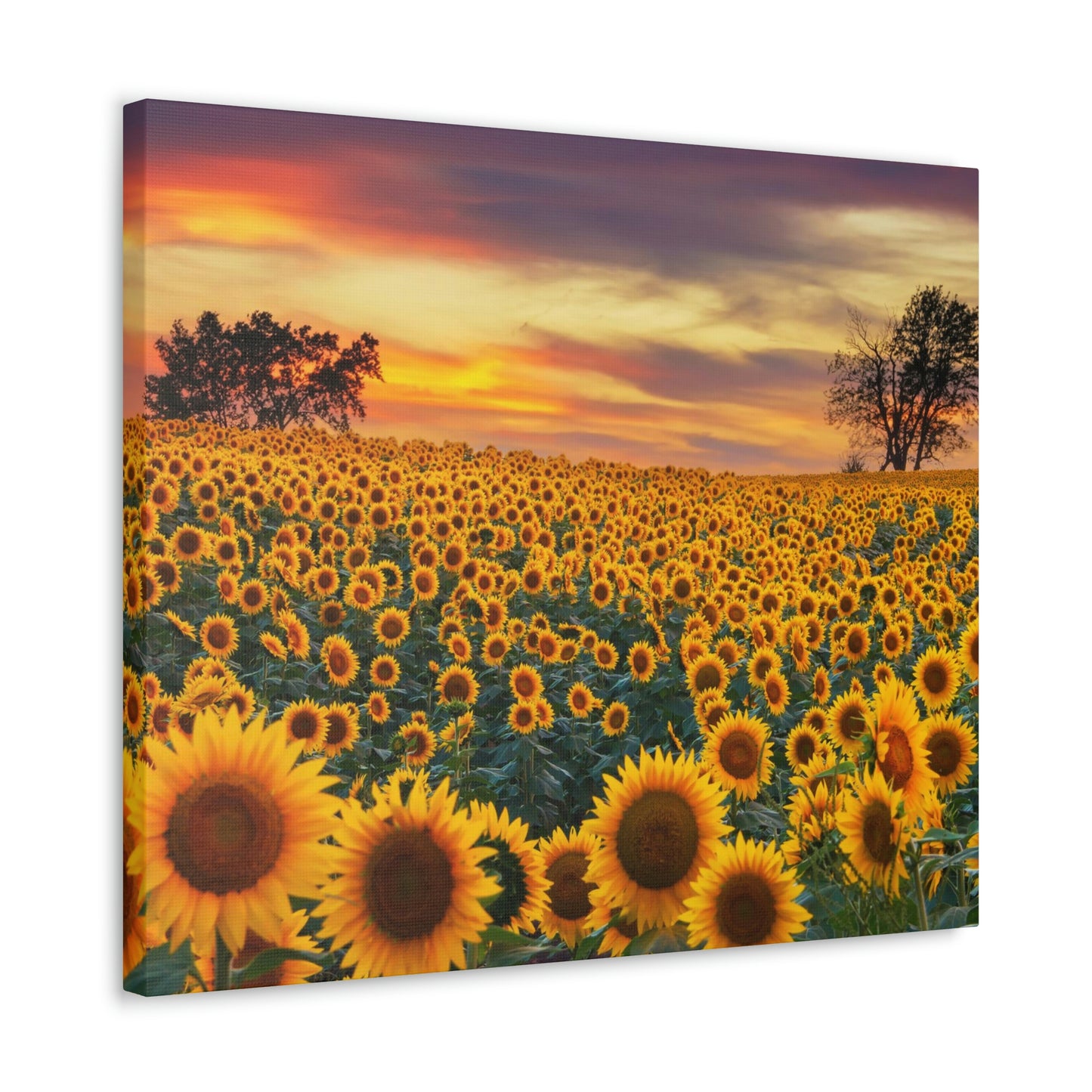Sunflower Sunset