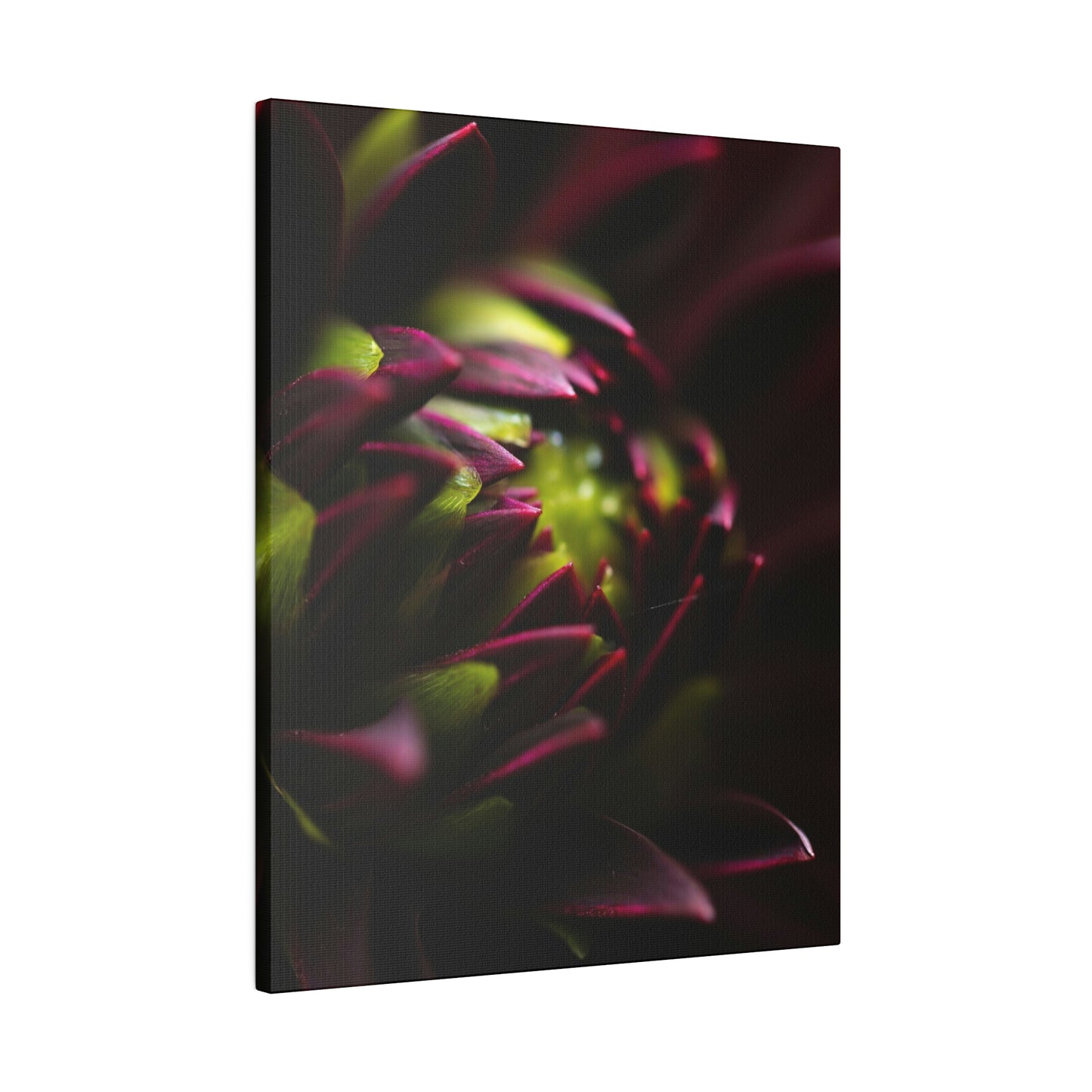 Purple Dahlia on Matte Canvas, Stretched, 0.75"