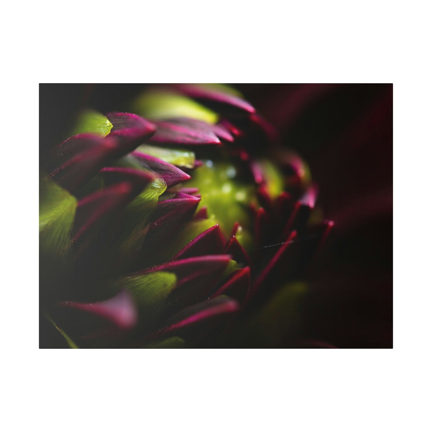 Purple Dahlia on Matte Canvas, Stretched, 0.75"