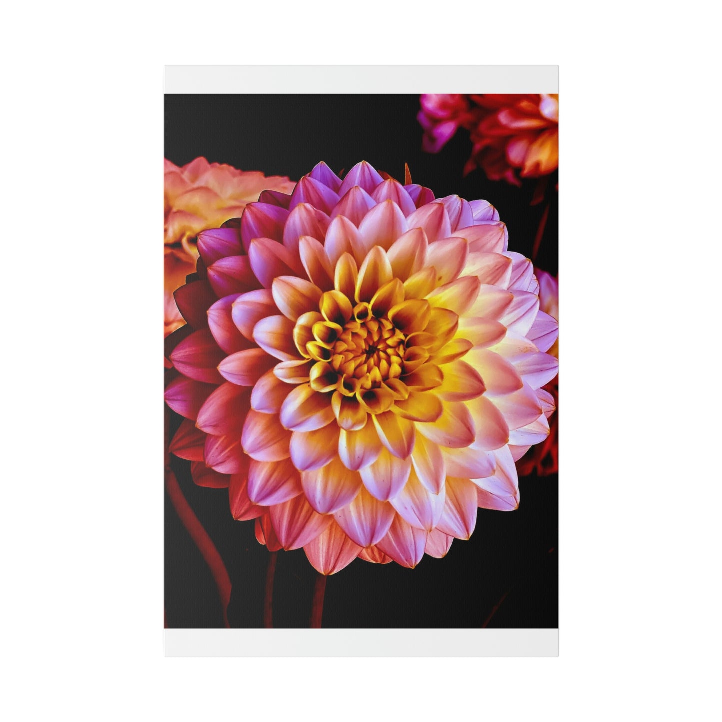 Colorful Dahlia on Matte Canvas, Stretched, 0.75"