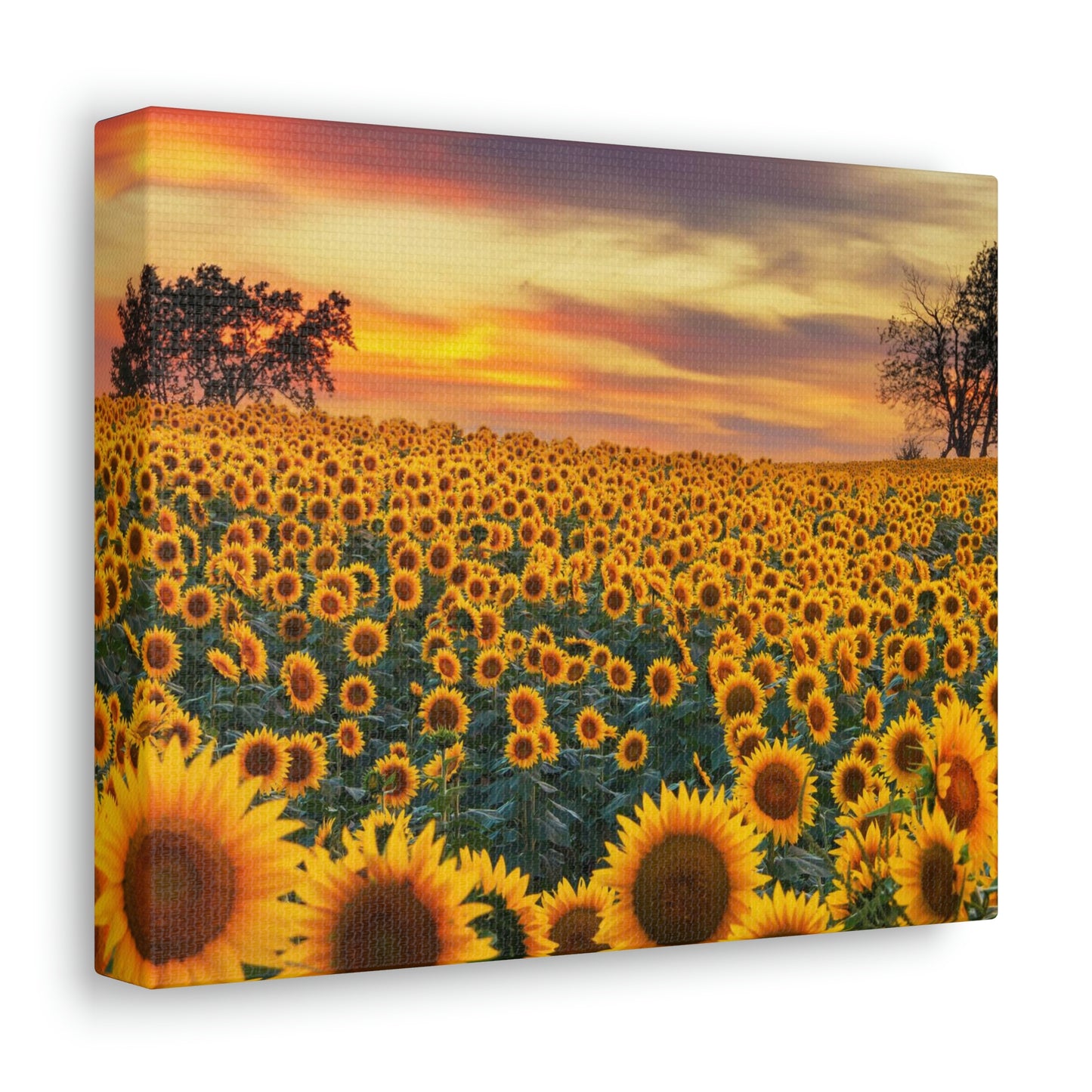 Sunflower Sunset