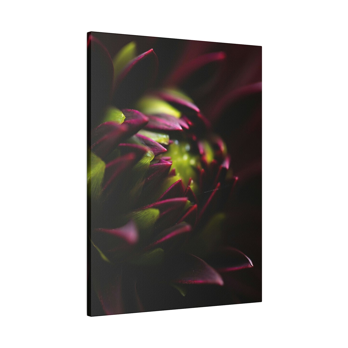 Purple Dahlia on Matte Canvas, Stretched, 0.75"