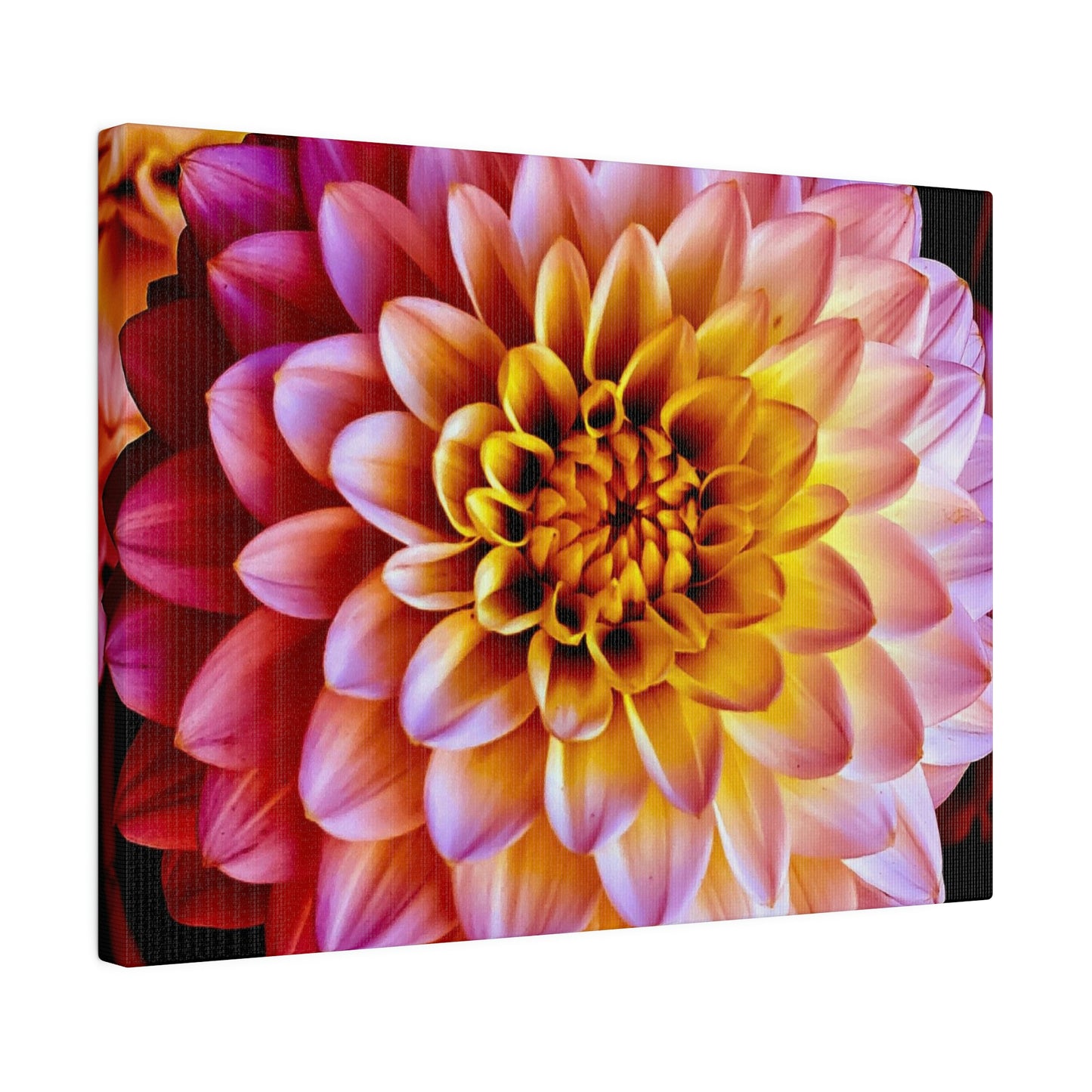 Colorful Dahlia on Matte Canvas, Stretched, 0.75"