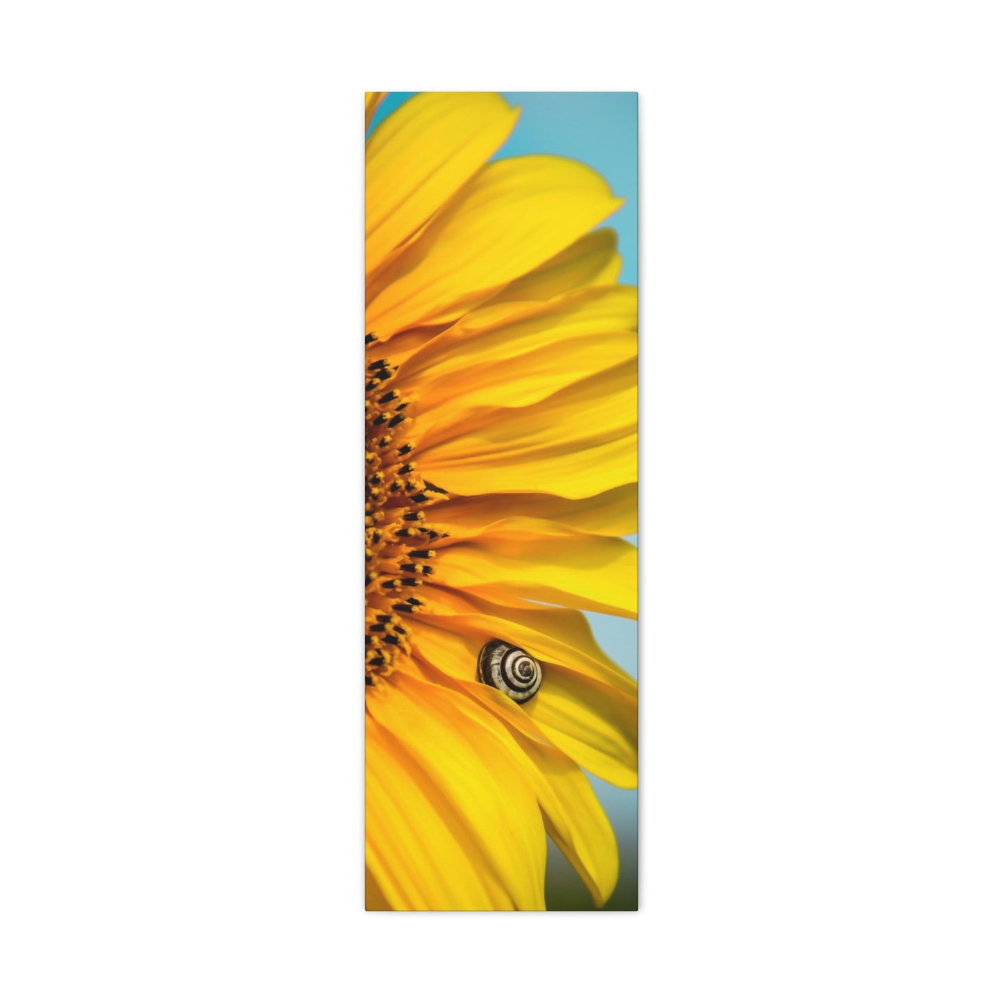 Sunflower Snails