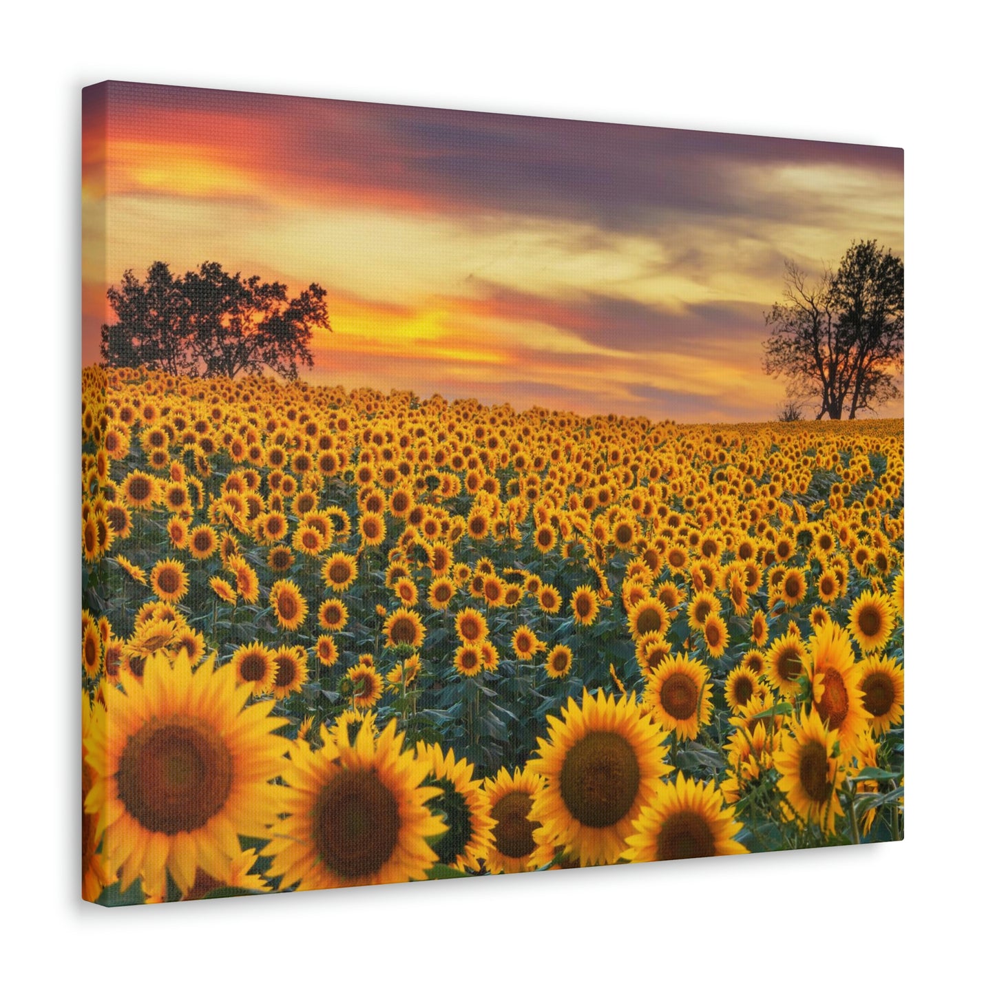 Sunflower Sunset