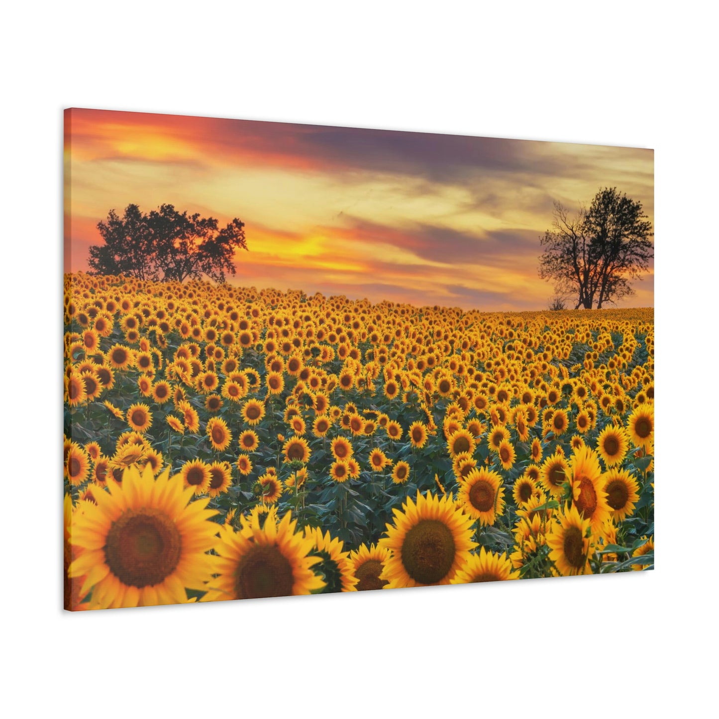 Sunflower Sunset