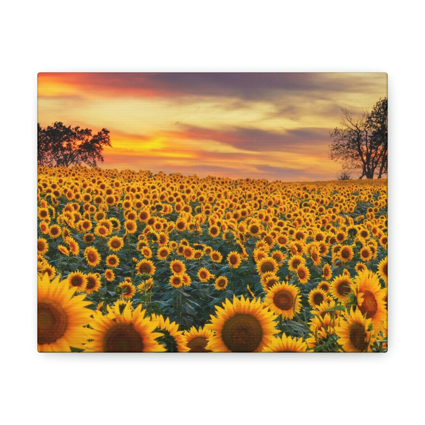 Sunflower Sunset