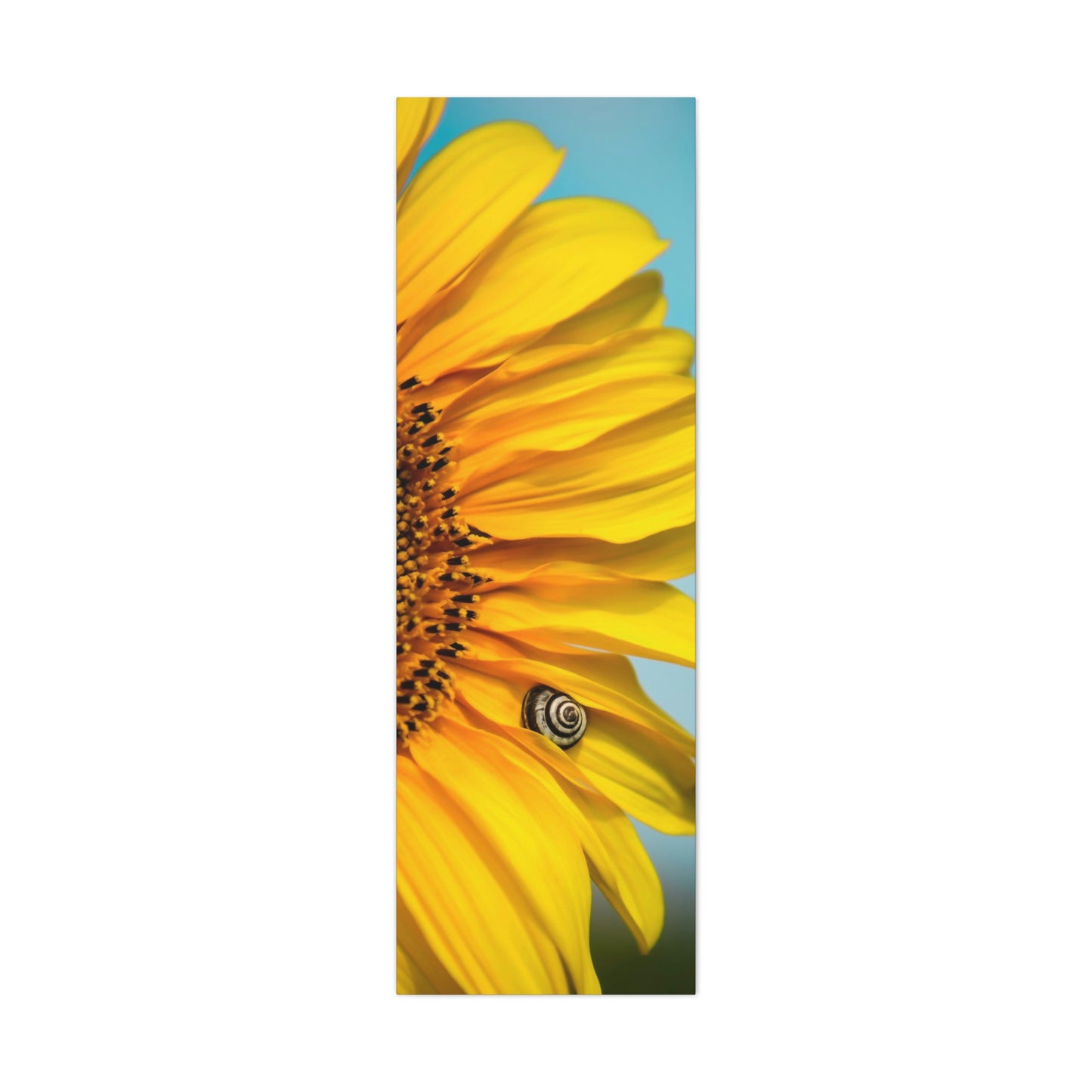 Sunflower Snails