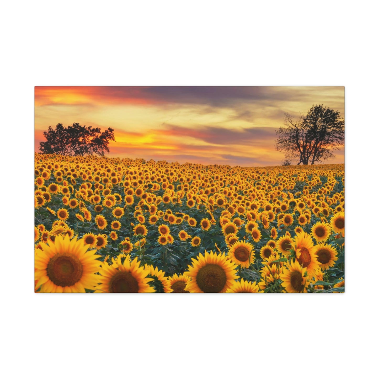 Sunflower Sunset