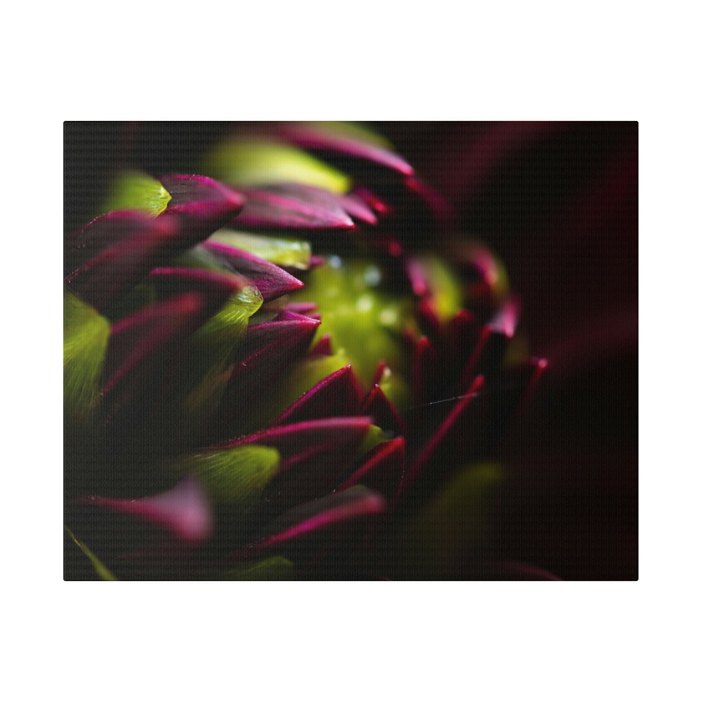 Purple Dahlia on Matte Canvas, Stretched, 0.75"