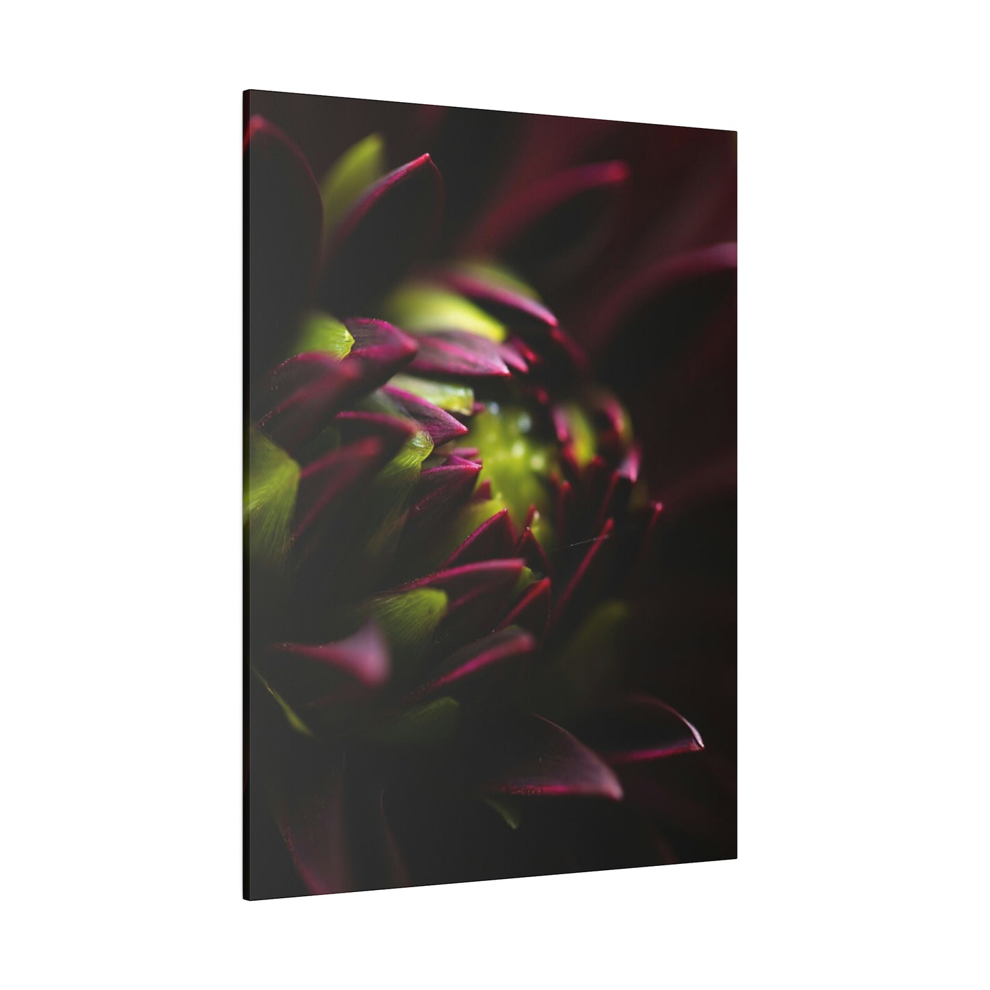 Purple Dahlia on Matte Canvas, Stretched, 0.75"