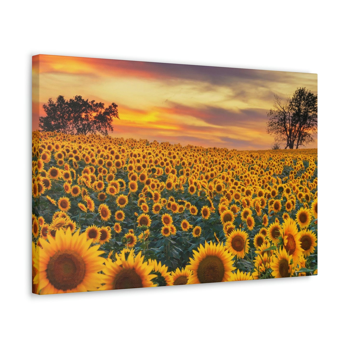 Sunflower Sunset
