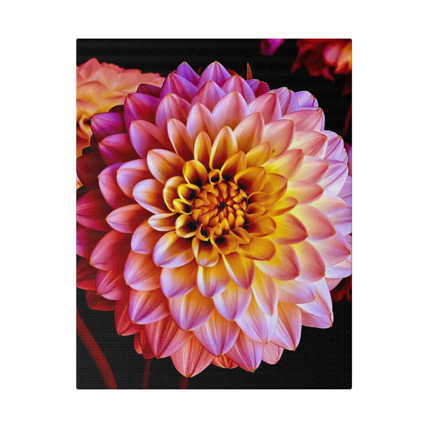 Colorful Dahlia on Matte Canvas, Stretched, 0.75"